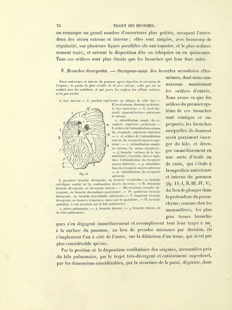 on remarque un grand nombre d'ouvertures plus petites, occupant l'entre- deux des séries externe et interne ; elles sont rangées, avec beaucoup de régularité, sur plusieurs lignes parallèles (de une à quatre, et le plus ordinai- rement trois), et suivant la disposition dite en échiquier ou en quinconce. Tous ces orifices sont plus étroits que les bronches qui leur font suite. Faces antérieure et interne du poumon, après injection et corrosion de l'organe; la partie la plus reculée de la face intente, celle qui est en contact avec les vertèbres, et qui porte les orifices des sillons costaux, n'est jias visible. A, face interne 9. Bronches divergentes. — Occupons-nous des bronches secondaires elles- mêmes, dont nous con- naissons maintenant les orifices d'entrée. Nous avons vu que les orifices du premier sys- tème de ces bronches sont contigus et su- perposés; les bronches auxquelles ils donnent accès paraissent émer- ger du hile, et diver- ger immédiatement en une sorte d'étoile ou de croix, qui s'étale à la superficie antérieure et interne du poumon {f>g.\\;l, II,III, IV, V). Au lieu de plonger dans la profondeur du paren- chyme, comme chez les mammifères, les plus gros troncs bronchi- ques s'en dégagent immédiatement et accomplissent tout leur trajet à nu^ à la surface du poumon; au lieu de prendre naissance par division, ils s'implantent l'un à côté de l'autre, sur la dilatation d'un tronc, qui n'est pas plus considérable qu'eux. Par la position et la disposition vestibulaire des origines, accumulées près du hile pulmonaire, par le trajet très-divergent et entièrement superficiel, par les dimensions considérables, par la structure de la paroi, dégarnie, dans Fie. 11 A', portion supérieure ou oblique de cette face — B, bord externe, limitant, en dehors, la face antérieure — C, bord dia- gonal, séparant les faces antérieure et interne. a, infundibulum simple du ré- ceptacle supérieur - postérieur — b, orifices de l'infundibulum externe du réceptacle supérieur-antérieur — c, d, orifices de l'infundibulum extei ne du réceptacle moyen-supé- rieur; — e, infundibulum simple, ou interne, du même réceptacle ; — f, bronche lertiaire de la face antérieure, s'ouvrant, chez ce sujet, dans l'infundibulum du réceptacle moyen-inférieur ; — g, infundibu- lum du réceptacle moyen-inférieur — h, infundibulum du réceptacle inférieur. I, première bronche divergente, ou bronche récurrente; sa branche curviligne semble ici 'la continuation directe du tronc ; — II, deuxième bronche divergente, ou divergente interne ; — III, troisième bronche di- vergente, ou bronche descendante postérieure; — IV, quatrième bronche divergente, ou bronche descendante antérieure; — V, cinquième bronche divergente, ou bronche transverse, émise par la quatrième; —VI, bronche primaire, à son insertion sur le hile pulmonaire. a, artère pulmonaire; — p, branche interne; — y, branche externe, de la veine pulmonaire.