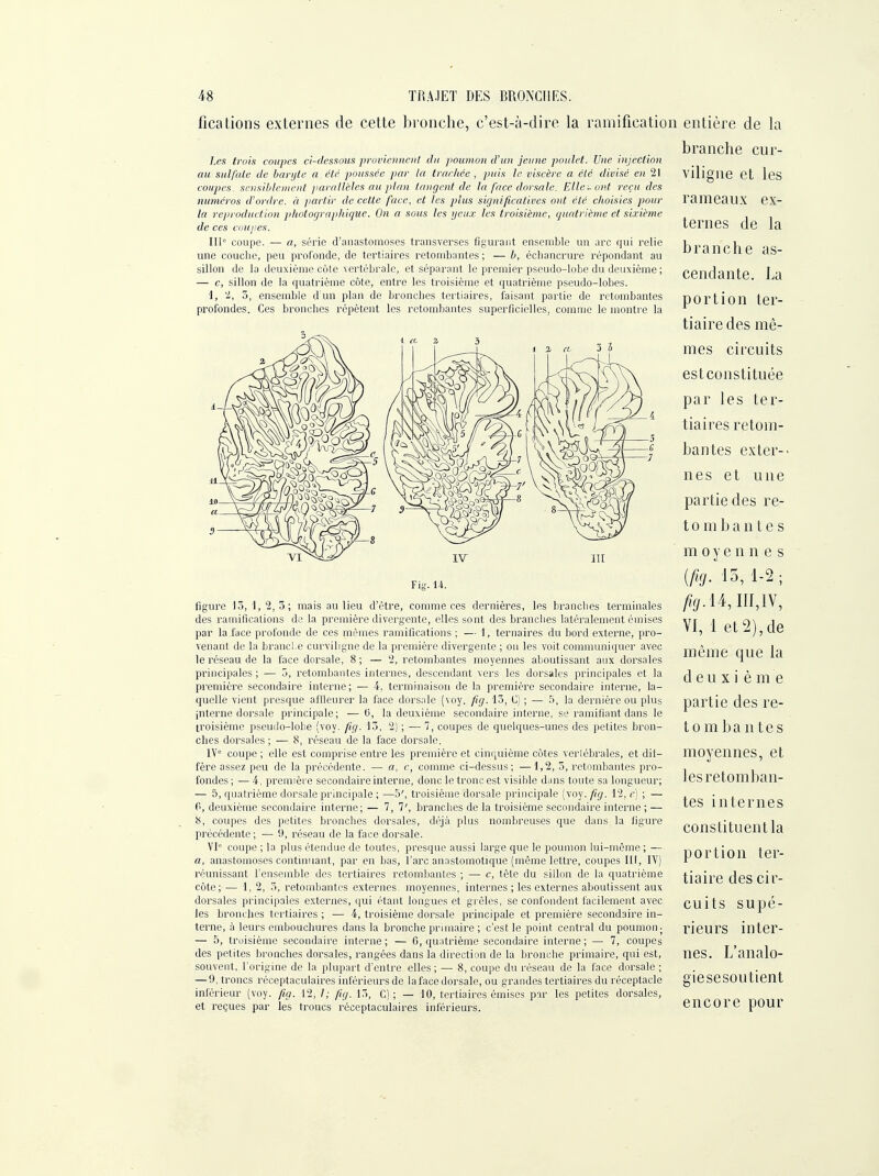 Les trois coupes ci-dessous proviennent chi poumon d'un jeune poulet. Une injection au sulfate de baryte a été poussée par la trachée , jiuis le viscère a été divisé en 21 coupes, sensiblcuient parallèles au plan tangent de la face dorsale. Elle-ont reçu des numéros d'ordre, à partir de cette face, et les plus significatives ont été choisies pour la reproduction photographique. On a sous les yeux les troisième, quatrième et sixième de ces coupes. III coupe. — a, série d'anastomoses transverses figurant ensemble un arc qui relie une couclie, peu profonde, de tertiaires retombantes ; — h, échancrure répondant au sillon de la deuxième côte vertébrale, et séparant le pr'emier pseudo-lobe du deuxième ; — c, sillon de la quatrième côte, entre les troisième et quatrième pseudo-lobes. 1, '.i, 5, ensemble d'un plan de broncbes tertiaires, faisant partie de retombantes profondes. Ces broncbes répètent les retombantes superficielles, comme le montre la ficalions externes de cette bronche, c'est-à-dire la ramification entière de la branche cur- viligne et les rameaux ex- ternes de la branche as- cendante. La portion ter- tiaire des mê- mes circuits est constituée par les ter- tiaires retom- bantes exter-- nés et une partie des re- tombantes moyennes {fig. 15, 1-2; /?J/.14,I1I,1V, VI, 1 et 2), de même que la deuxième partie des re- tom ban tes moyennes, et les retomban- tes internes constituent la portion ter- tiaire des cir- cuits supé- rieurs inter- nes. L'analo- giesesoutient encore pour Fi-. 14. figure 13, 1,2, 3; mais au lieu d'être, comme ces dernières, les brandies terminales des ramiflcalions de la première divergente, elles sont des branches latéralement émises par la face profonde de ces mêmes ramifications ; — 1, ternaires du bord externe, pro- venant de la brancl.e curviligne de la première divergente ; on les voit communiquer avec le l'éseau de la face dorsale, 8; — 2, retombantes moyennes aboutissant aox dorsales principales; — 3, retombantes internes, descendant vers les dorsales principales et la première secondaire interne; — 4, terminaison de la première secondaire interne, la- quelle vient presque affleurer la face dorsale (voy. fig. 13, 0) ; — 5, la dernière ou plus inteime dorsale principale; —ti, la deuxième secondaii'e interne, se ramifiant dans le troisième pseudo-lobe {voy. fig. 13, 2) ; — 7, coupes de quelques-unes des petites bron- cbes dorsales ; — 8, réseau de la face dorsale. 1V= coupe ; elle est comprise entre les première et cinquième côtes verlébrales, et dif- fère assez peu de la précédente. — a, e, comme ci-dessus; —1,2, 5, retombantes pro- fondes ; — 4, première secondaire interne, donc le tronc est visible dans toute sa longueur; — 5, quatrième dorsale principale ; —5', troisième dorsale principale (voy. fig. 12, e) ; — 0, deuxième secondaire interne; — T, 1', branches de la troisième secondaire interne ; — 8, coupes des petites bronches dorsales, déjii plus nombreuses que dans la figure précédente ; — 9, réseau de la face dorsale. VI'= coupe ; la plus étendue de toutes, presque aussi large que le poumon lui-même ; — a, anastomoses continuant, par en bas, l'arc anastomotique (même lettre, coupes III, IV) réunissant l'ensemble des tertiaires retombantes ; — c, tête du sillon de la quatrième côte; — 1, 2, 5, retombantes externes, moyennes, internes ; les externes aboutissent aux dorsales principales externes, qui étant longues et grêles, se confondent facilement avec les bronches tertiaires ; — 4, troisième dorsale pi'incipale et première secondaire in- terne, à leurs embouchures dans la bronche primaire ; c'est le point central du poumon; — 5, troisième secondaire interne ; — 6, quatrième secondaire interne ; — 7, coupes des petites bronches dorsales, rangées dans la direction de la bronche primaire, qui est, souvent, l'origine de la plupart d'entre elles; — 8, coupe du réseau de la face dorsale ; — 9, troncs réceptaculaires inférieurs de la face dorsale, ou grandes tertiaires du réceptacle inférieur (voy. fig. 12, /,- fig. 13, C) ; — 10, tertiaires émises par les petites dorsales, et reçues par les troncs réceptaculaires inférieurs.