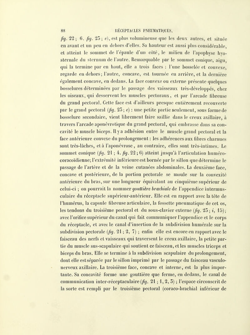 fig. 22 ; 6. fuj. 25 ; e), est plus volumineuse que les deux autres, et située en avant et un peu en dehors d'elles. Sa hauteur est aussi plus considérable, et atteint le sommet de l'épaule d'un côté, le milieu de l'apophyse hyo- sternale du sternum de l'autre. Remarquable par le sommet conique, aigu, qui la termine par en haut, elle a trois faces : l'une bosselée et convexe, regarde en dehors; l'autre, concave, est tournée en arrière, et la dernière également concave, en dedans. La face convexe ou externe présente quelques bosselures déterminées par le passage des vaisseaux très-développés, chez les oiseaux, qui desservent les muscles pectoraux, et par l'arcade fibreuse du grand pectoral. Cette face est d'ailleurs presque entièrement recouverte par le grand pectoral {fig. 23 ; e) : une petite partie seulement, sous forme de bosselure secondaire, vient librement faire saillie dans le creux axillaire, à travers l'arcade aponévrotique du grand pectoral, qui embrasse dans sa con- cavité le muscle biceps. Il y a adhésion entre le muscle grand pectoral et la face antérieure convexe du prolongement : les adhérences aux fibres charnues sont très-lâches, et à l'aponévrose, au contraire, elles sont très-intimes. Le sommet conique [ficj. 21 ; 4. fig. 22 ; 6) atteint jusqu'à l'articulation huméro- coracoïdienne; l'extrémité inférieure est bornée par le sillon que détermine le passage de l'artère et de la veine cutanées abdominales. La deuxième face, concave et postérieure, de la portion pectorale se moule sur la convexité antérieure du bras, sur une longueur équivalant au cinquième supérieur de celui-ci ; on pourrait la \\ommç,v gouttière brachiale de l'appendice intermus- culaire du réceptacle supérieur-antérieur. Elle est en rapport avec la tête de l'humérus, la capsule libreuse articulaire, la fossette pneumatique de cet os, les tendons du troisième pectoral et du sous-clavier externe {fig. 25 ; 15); avecl'orificesupérieur du canal qui fait communiquer l'appendice et le corps du réceptacle, et avec le canal d'insertion de la subdivision humérale sur la subdivision pectorale [fig. 21 ; 2, 7) ; enfin elle est encore en rapport avec le faisceau des nerfs et vaisseaux qui traversent le creux axillaire, la petite par- tie du muscle sus-scapulaire qui soutient ce faisceau, et les muscles triceps et biceps du bras. Elle se termine à la subdivision scapulaire du prolongement, dont elle est séparée par le sillon imprimé par le passage du faisceau vasculo- nerveux axillaire. La troisième face, concave et interne, est la plus impor- tante. Sa concavité forme une gouttière que ferme, en dedans, le canal de communication inter-réceptaculaire (^g'. 21 ; 1, 2, 3) ; l'espace circonscrit de la sorte est rempli par le troisième pectoral (coraco-brachial inférieur de