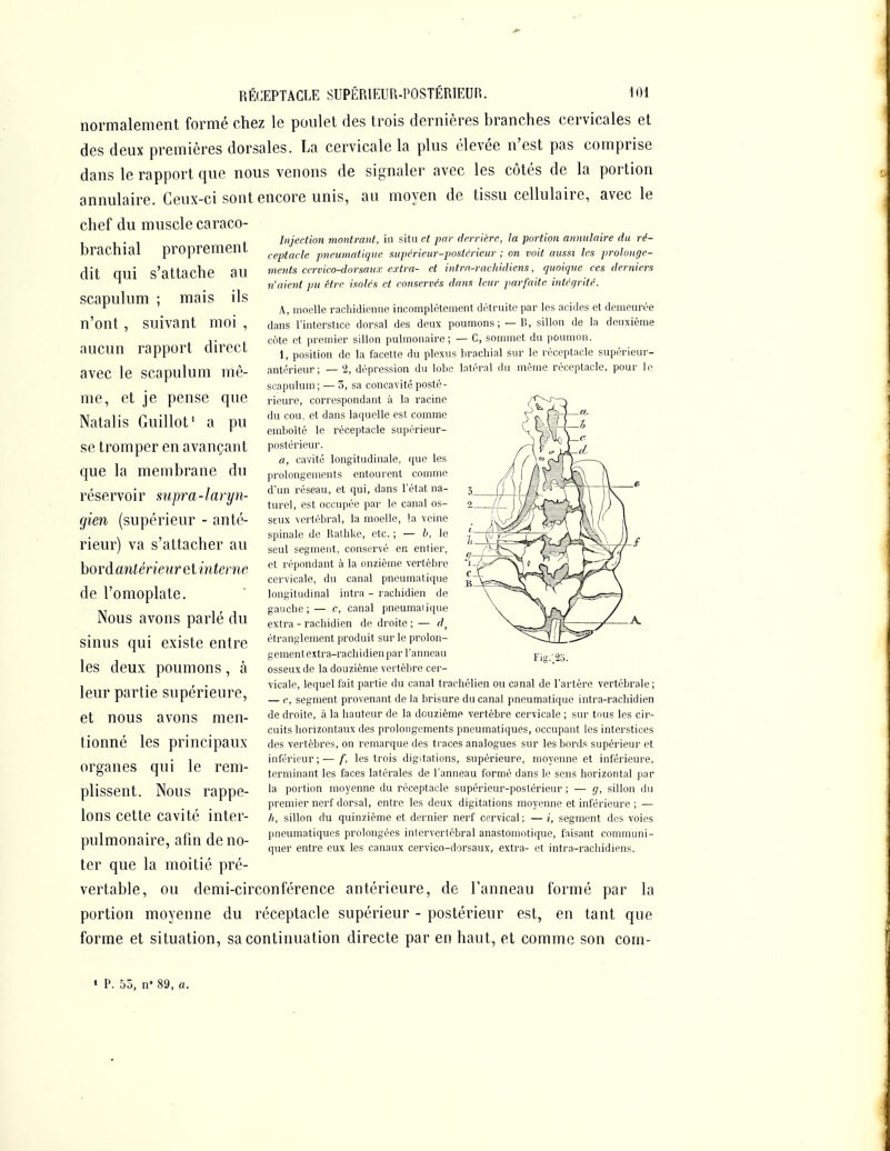 normalement formé chez le poulet des trois dernières branches cervicales et des deux premières dorsales. La cervicale la plus élevée n'est pas comprise dans le rapport que nous venons de signaler avec les côtés de la portion annulaire. Ceux-ci sont encore unis, au moyen de tissu cellulaire, avec le chef du muscle caraco- brachial proprement dit qui s'attache au scapulum ; mais ils n'ont, suivant moi , aucun rapport direct avec le scapulum mê- me, et je pense que Natalis Guillot' a pu se tromper en avançant que la membrane du réservoir mpra-laryn- gien (supérieur - anté- rieur) va s'attacher au bord antérieur et interne de l'omoplate. Nous avons parlé du sinus qui existe entre les deux poumons, à leur partie supérieure, et nous avons men- tionné les principaux organes qui le rem- plissent. Nous rappe- lons cette cavité inter- pulmonaire, afin de no- ter que la moitié pré- vertable, ou demi-circonférence antérieure, de l'anneau formé par la portion moyenne du réceptacle supérieur - postérieur est, en tant que forme et situation, sa continuation directe par en haut, et comme son com- Injection montrant, iil situ et par derrière, la portion annulaire du ré- ceptacle pneumatique supcrieur-postcrieur ; on voit aussi les prolonge- ments cervico-dorsaiix extra- et intra-racliidiens, quoique ces derniers n'aient pu être isoles et conservés dans leur parfaite intégrité. A, moelle rachidicnnc incomplètement détruite par les acides et demeurée dans l'interstice dorsal des deux poumons; — T., sillon de la deuxième côte et premier sillon pulmonaire; — C, sommet du poumon. 1, position de la facette du plexus liracliial sur le réceptacle supérieur- antérienr; — 2, dépression du lobe latéral du même réceptacle, pour le scapulum ; — 3, sa concavité posté- rieure, correspondant à la racine du cou, et dans laquelle est comme emboîté le réceptacle supérieur- postérieur. a, cavité longitudinale, que les prolongements entourent comme d'un réseau, et qui, dans l'état na- turel, est occupée par le canal os- seux vertébral, la moelle, la veine spinale de liathke, etc. ; — h, \e seul segment, conservé en entier, et répondant à la onzième vertèbre cervicale, du canal pneumatique longitudinal intra - rachidien de gaiiclie ;— c, canal pneumaiique extra - rachidien de droite ; — f/, étranglement produit sur le prolon- gementextra-rachidien par l'anneau osseux de la douzième vertèbre cer- vicale, lequel fait partie du canal trachélien ou canal de l'artère vertébrale ; — c, segment provenant de la brisure du canal pneumatique intra-rachidien de droite, à la hauteur de la douzième vertèbre cervicale ; sur tous les cir- cuits horizontaux des prolongements pneumatiques, occupant les interstices des vertèbres, on remarque des traces analogues sur les bords supérieur et inférieur;— f, les trois digitations, supérieure, moyenne et inférieure, terminant les faces latérales de l'anneau formé dans le sens horizontal par la portion moyenne du réceptacle supérieur-postérieur ; — g, sillon du premier nerf dorsal, entre les deux digitations moyenne et inférieure ; — h, sillon du quinzième et dernier nerf cervical; — (, segment des voies pneumatiques prolongées intervertébral anastomotique, faisant communi- quer entre eux les canaux cervico-dorsaux, extra- et intra-racIiidiens. Fig.'2o. ' P. 55, n 89, a.