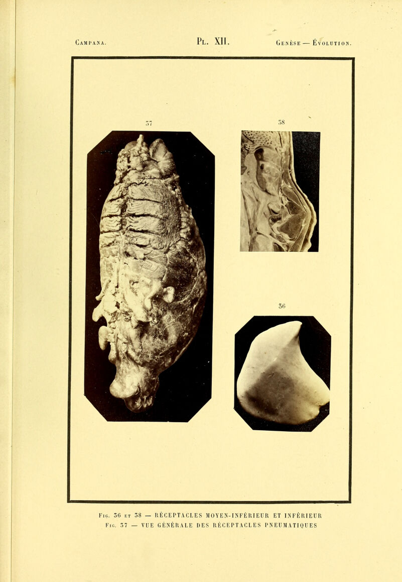 FiG. 30 ET 38 — RÉCEPTACLES MOYEN-INFÉRIEUR ET INFÉRIEUR FiG. 37 — VUE GÉNÉRALE DES RÉCEPTACLES PNEUMATIQUES