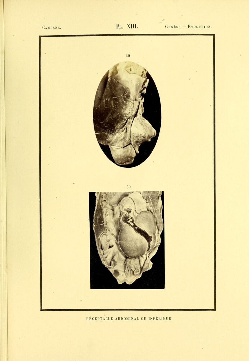 40 RÉCEPTACLE ABDOMINAL OU INFÉRIEUR