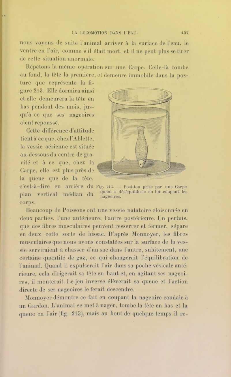 nous voyons de suite l'animal arriver à la surface de l’eau, le ventre en l'air, comme s'il était mort, et il ne peut plus se tirer <le cette situation anormale. Répétons la même opération sur une Carpe. Celle-là tombe au tond, la tête la première, et demeure immobile dans la pos- ture que représente la li- gure 213. Elle dormira ainsi et elle demeurera la tête en bas pendant des mois, jus- qu’à ce que ses nageoires aient repoussé. Cette différence d’attitude tient à ce que, chez l’Ablette, la A essie aérienne est située au-dessous du centre de gra- vité et à ce que, chez la Carpe, elle est plus près de la queue que de la tête, C est-à-dire en arrière du Fig. 213. — Position prise par une Carpe i t- 1 - 1 • 1 qu’on a déséquilibrée en lui coupant les plan vertical médian du nageoires corps. Reaucoup de Poissons ont une vessie natatoire cloisonnée en deux parties, l’une antérieure, l’autre postérieure. Un pertuis, que des libres musculaires peuvent resserrer et fermer, sépare en deux cette sorte de bissac. D’après Monnoyer, les fibres musculaires que nous avons constatées sur la surface de la ves- sie serviraient à chasser d'un sac dans l’autre, subitement, une certaine quantité de gaz, ce (pii changerait l’équilibration de l'animal. Quand il expulserait l’air dans sa poche vésicale anté- rieure, cela dirigerait sa tète en haut et, en agitant ses nageoi- res, il monterait. Le jeu inverse élèverait sa queue et l'action directe de ses nageoires le ferait descendre. Monnoyer démontre ce fait en coupant la nageoire caudale à un Gardon. L'animal se met à nager, tombe la tête en bas et la queue en l'air (fig. 213), mais au bout de quelque temps il re-