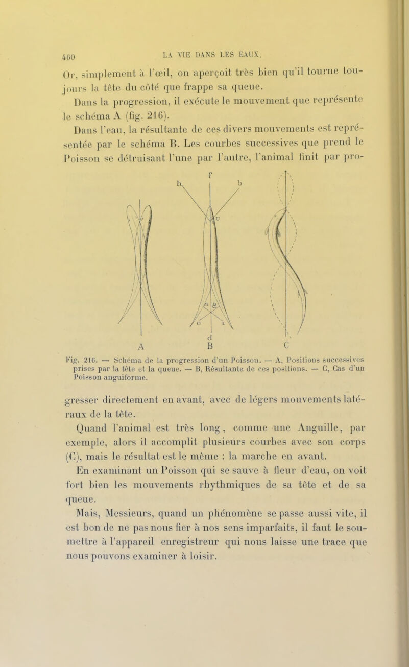 Or. simplement à l’œil, on aperçoit très bien qu'il tourne tou- jours la tête du côté que frappe sa queue. Dans la progression, il exécute le mouvement que représente le schéma A (tig. 216). Dans l’eau, la résultante de ces divers mouvements est repré- sentée par le schéma B. Les courbes successives que prend le Poisson se détruisant l’une par l’autre, l'animal finit par pro- Fig. 2UL — Schéma de la progression d’un Poisson. — A, Positions successives prises par la tète et la queue. — B, Résultante de ces positions. — G, Cas d’un Poisson anguiforme. gresser directement en avant, avec de légers mouvements laté- raux de la tête. Quand l'animal est très long, comme une Anguille, par exemple, alors il accomplit plusieurs courbes avec son corps (C), mais le résultat est le même : la marche en avant. En examinant un Poisson qui se sauve à fleur d’eau, on voit fort bien les mouvements rhythmiques de sa tète et de sa queue. Mais, Messieurs, quand un phénomène se passe aussi vite, il est bon de ne pas nous fier à nos sens imparfaits, il faut le sou- mettre à l’appareil enregistreur qui nous laisse une trace que nous pouvons examiner à loisir.