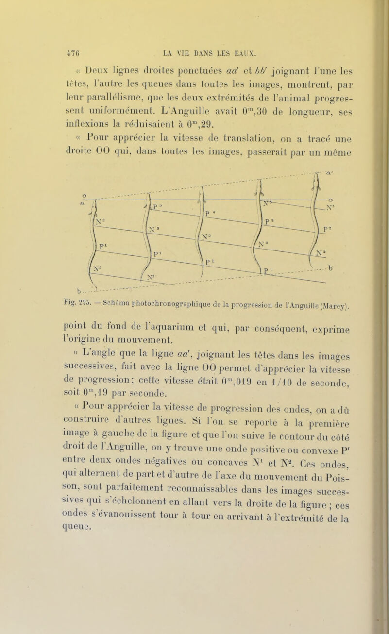 a Doux lignes droites ponctuées cia! et LU joignant l'une les tètes, 1 autre les queues dans toutes les images, montrent, par leur parallélisme, que les deux extrémités de l’animal progres- sent uniformément. L’Anguille avait 0m,30 de longueur, ses indexions la réduisaient à 0m,29. « Pour apprécier la vitesse de translation, on a tracé une droite 00 qui. dans toutes les images, passerait par un même point du fond de l’aquarium et qui, par conséquent, exprime l’origine du mouvement. « L angle que la ligne cia!, joignant les têtes dans les images successives, lait avec la ligne 00 permet d apprécier la vitesse de progression ; cette vitesse était 0m,019 en 1/10 de seconde, soit 0m, 19 par seconde. « Pour apprécier la vitesse de progression des ondes, on a dû construire d’autres lignes. Si l’on se reporte à la première image a gauche de la ligure et que 1 on suive le contour du côté droit de 1 Anguille, on y trouve une onde positive ou convexe P' entre deux ondes négatives ou concaves N1 et N2. Ces ondes qui alternent de part et d’autre de l'axe du mouvement du Pois- son, sont paiJaitement reconnaissables dans les images succes- sives qui s’échelonnent en allant vers la droite de la figure ; ces ondes s évanouissent tour à tour en arrivant à l’extrémité de la queue.