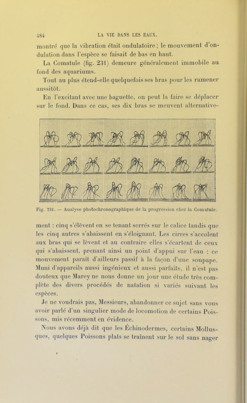 montré que la vibration était ondulatoire; le mouvement d’on- dulation dans l'espccc se faisait de bas en haut. La Comatule (fig. 231) demeure généralement immobile au fond des aquariums. Tout au plus étend-elle quelquefois ses bras pour les ramener aussitôt. En l'excitant avec une baguette, on peut la faire se déplacer sur le fond. Dans ce cas, ses dix bras se meuvent alternative- Fig. 231. — Analyse photochronographique de la progression chez la Comatule. ment : cinq s’élèvent en se tenant serrés sur le calice tandis que les cinq autres s’abaissent en s’éloignant. Les cirres s’accolent aux bras qui se lèvent et au contraire elles s’écartent de ceux qui s’abaissent, prenant ainsi un point d’appui sur l’eau : ce mouvement paraît d’ailleurs passif à la façon d’une soupape. Muni d’appareils aussi ingénieux et aussi parfaits, il n’est pas douteux que Marey ne nous donne un jour une étude très com- plète des divers procédés de natation si variés suivant les espèces. Je ne voudrais pas, Messieurs, abandonner ce sujet sans vous avoir parlé d’un singulier mode de locomotion de certains Pois- sons, mis récemment en évidence. Nous avons déjà dit que les Echinodennes, certains Mollus- ques, quelques Poissons plats se traînent sur le sol sans nager