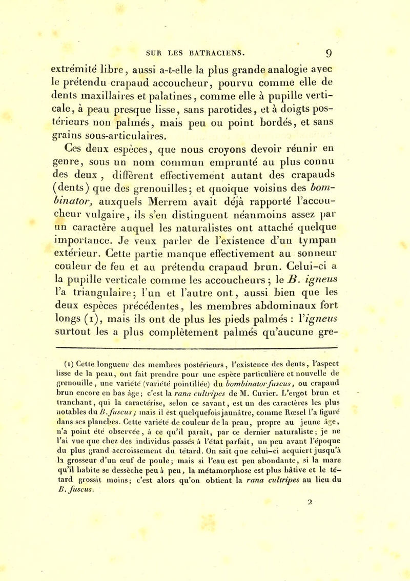 extrémité libre, aussi a-t-elle la plus grande analogie avec le prétendu crapaud accoucheur, pourvu comme elle de dents maxillaires et palatines, comme elle à pupille verti- cale, à peau presque lisse, sans parotides, et à doigts pos- térieurs non palmés, niais peu ou point bordés, et sans grains sous-articulaires. Ces deux espèces, que nous croyons devoir réunir en genre, sous un nom commun emprunté au plus connu des deux , diffèrent effectivement autant des crapauds (dents) que des grenouilles; et quoique voisins des boni- hinator, auxquels Merrem avait déjà rapporté l'accou- cheur vulgaire, ils s'en distinguent néanmoins assez par un caractère auquel les naturalistes ont attaché quelque importance. Je veux parler de l'existence d'un tympan extérieur. Cette partie manque effectivement au sonneur couleur de feu et au prétendu crapaud brun. Celui-ci a la pupille verticale comme les accoucheurs ; le B. igneus l'a triangulaire; l'un et l'autre ont, aussi bien que les deux espèces précédentes, les membres abdominaux fort longs (i), mais ils ont de plus les pieds palmés : Vigneiis surtout les a plus complètement palmés qu'aucune gre- (i) Cette longueur des membres poste'rieui-s, l'existence des dents, l'aspect lisse de la peau, ont fait prendre pour une espèce particulière et nouvelle de grenouille, une variétci (variété pointilie'e) du bombinatorfuscus, ou crapaud brun encore en bas âge ; c'est la rana cullripes de M. Cuvier. L'ergot brun et tranchant, qui la caractérise, selon ce savant, est un des caractères les plus notables d\\ B.fiiscus j mais il est quelquefoisjaunâtre, comme Rœsel l'a figuré dans ses planches. Cette variété de couleur de la peau, propre au jeuae âge, n'a point été observée, à ce qu'il paraît, par ce dernier naturaliste; je ne l'ai vue que chez des individus passés à l'état parfait, un peu avant l'époque du plus grand accroissement du têtard. On sait que celui-ci acquiert jusqu'à la grosseur d'un œuf de poule; mais si l'eau est peu abondante, si la mare qu'il habite se dessèche peu à peu, la métamorphose est plus hâtive et le té- tard grossit moins ; c'est alors qu'on obtient la rana cullripes au lieu du B.Juscus. 2