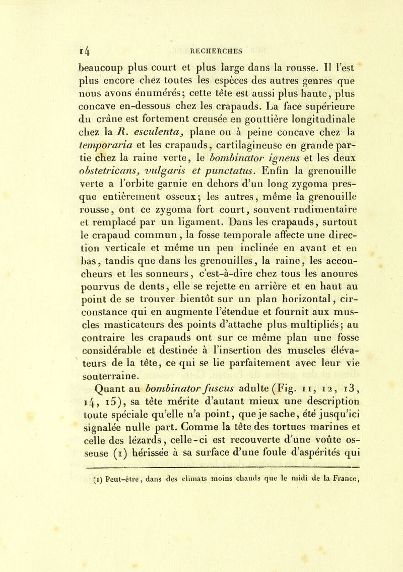 beaucoup plus court et plus large dans la rousse. Il l'est plus encore chez toutes les espèces des autres genres que nous avons énuinérës; cette tête est aussi plus haute, plus concave en-dessous chez les crapauds. La face supérieure du crâne est fortement creusée en gouttière longitudinale chez la R. esculenta, plane ou à peine concave chez la temporaria et les crapauds, cartilagineuse en grande par- tie chez la raine verte, le bombinator igneus et les deux obstetricans, vulgaris et punctatus. Enhn la grenouille verte a l'orbite garnie en dehors d'uu long zygoma pres- que entièrement osseux; les autres, même la grenouille rousse, ont ce zygoma fort court, souvent rudimentaire et remplacé par un ligament. Dans les crapauds, surtout le crapaud commun , la fosse temporale affecte une direc- tion verticale et même un peu inclinée en avant et en bas, tandis que dans les grenouilles, la raine, les accou- cheurs et les sonneurs, c'est-à-dire chez tous les anoures pourvus de dents, elle se rejette en arrière et en haut au point de se trouver bientôt sur un plan horizontal, cir- constance qui en augmente l'étendue et fournit aux mus- cles masticateurs des points d'attache plus multipliés; au contraire les crapauds ont sur ce même plan une fosse considérable et destinée à l'insertion des muscles éléva- teurs de la tête, ce qui se lie parfaitement avec leur vie souterraine. Quant au bombinator fuscus adulte (Fig. ii, 12, i3, i4, i5), sa tête mérite d'autant mieux une description toute spéciale qu'elle n'a point, que je sache, été jusqu'ici signalée nulle part. Comme la tête des tortues marines et celle des lézards, celle-ci est recouverte d'une voûte os- seuse (i) hérissée à sa surface d'une foule d'aspérités qui (1) Peut-être, dans des climats moins chauds que le midi de la France,