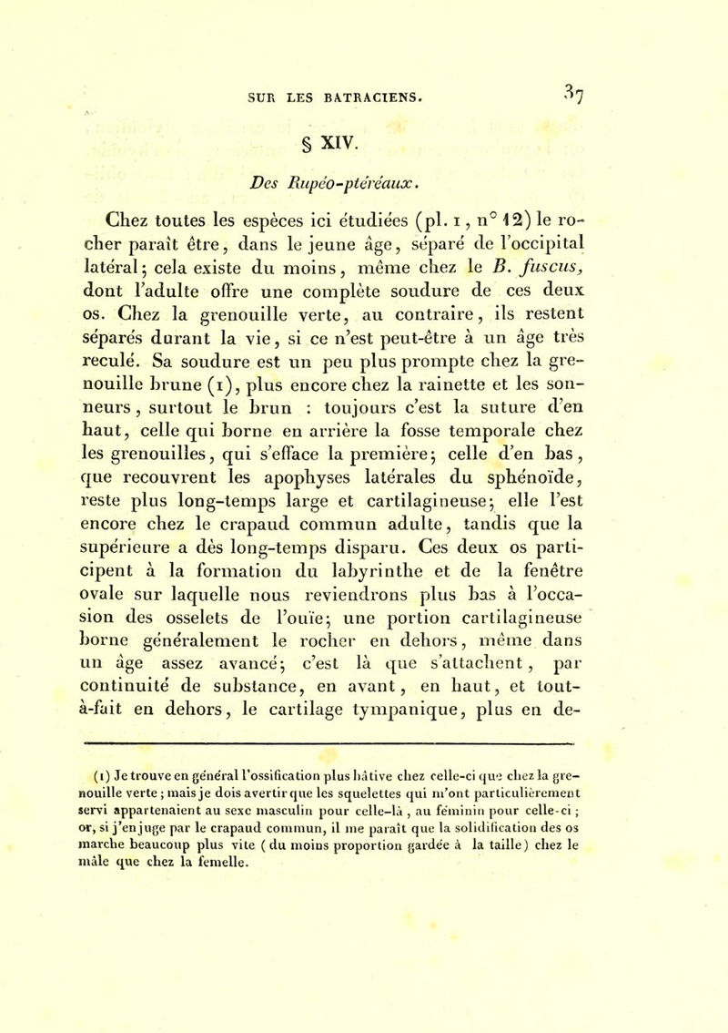 •^7 S XIV. Des Rupéo -ptéréaux. Chez toutes les espèces ici étudiées (pl. i, n° 12) le ro- cher paraît être, dans le jeune âge, séparé de l'occipital latéral ; cela existe du moins, même chez le B. fuscus, dont l'adulte offre une complète soudure de ces deux os. Chez la grenouille verte, au contraire, ils restent séparés durant la vie, si ce n'est peut-être à un âge très reculé. Sa soudure est un peu plus prompte chez la gre- nouille brune (i), plus encore chez la rainette et les son- neurs , surtout le brun : toujours c'est la suture d'en haut, celle qui borne en arrière la fosse temporale chez les grenouilles, qui s'efface la première; celle d'en bas, que recouvrent les apophyses latérales du sphénoïde, reste plus long-temps large et cartilagineuse; elle l'est encore chez le crapaud commun adulte, tandis que la supérieure a dès long-temps disparu. Ces deux os parti- cipent à la formation du labyrinthe et de la fenêtre ovale sur laquelle nous reviendrons plus bas à l'occa- sion des osselets de l'ouïe; une portion cartilagineuse borne généralement le rocher en dehors, même dans un âge assez avancé; c'est là que s'attachent, par continuité de substance, en avant, en haut, et tout- à-fait en dehors, le cartilage tympanique, plus en de- (i) Je trouve en ge'ne'ral l'ossification plus hâtive chez celle-ci que chez la gre- nouille verte ; mais je dois avertir que les squelettes qui m'ont particulièrement servi appartenaient au sexe masculin pour celle-là , au féminin pour celle-ci ; or, si j'en juge par le crapaud commun, il me paraît que la solidification des os marche beaucoup plus vite (du moins proportion gardée à la taille) chez le mâle que chez la femelle.