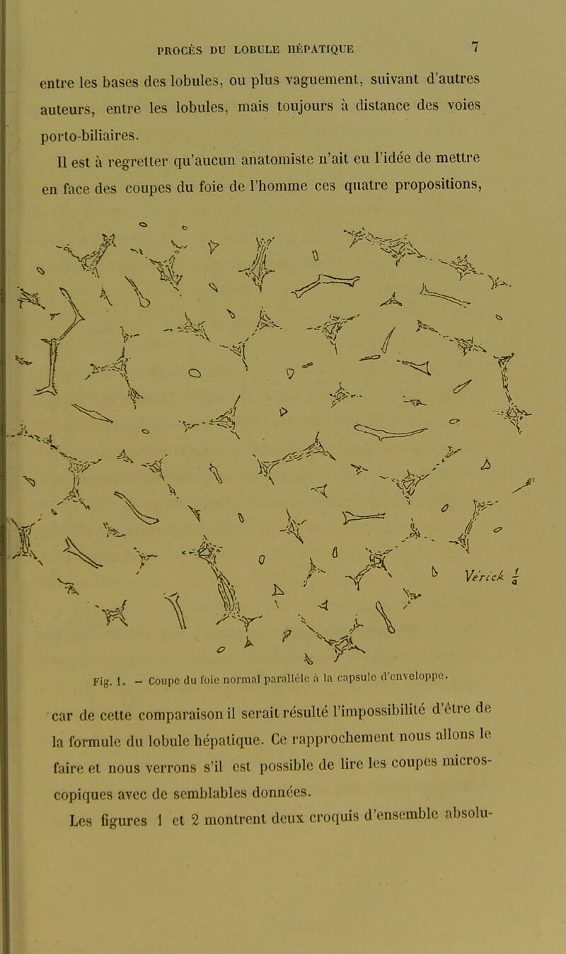 entre les bases des lobules, ou plus vaguement, suivant d'autres auteurs, entre les lobules, mais toujours à distance des voies porto-biliaires. 11 est à regretter qu'aucun anatomiste n'ait eu l'idée de mettre en face des coupes du foie de l'homme ces quatre propositions, Ve'ricA J Fig. 1. - Coupe du foie normal parallèle à la capsule d'enveloppe. car de cette comparaison il serait résulté l'impossibilité d'être de la formule du lobule hépatique. Ce rapprochement nous allons le faire et nous verrons s'il est possible de lire les coupes micros- copiques avec de semblables données. Les figures 1 et 2 montrent deux croquis d'ensemble absolu-