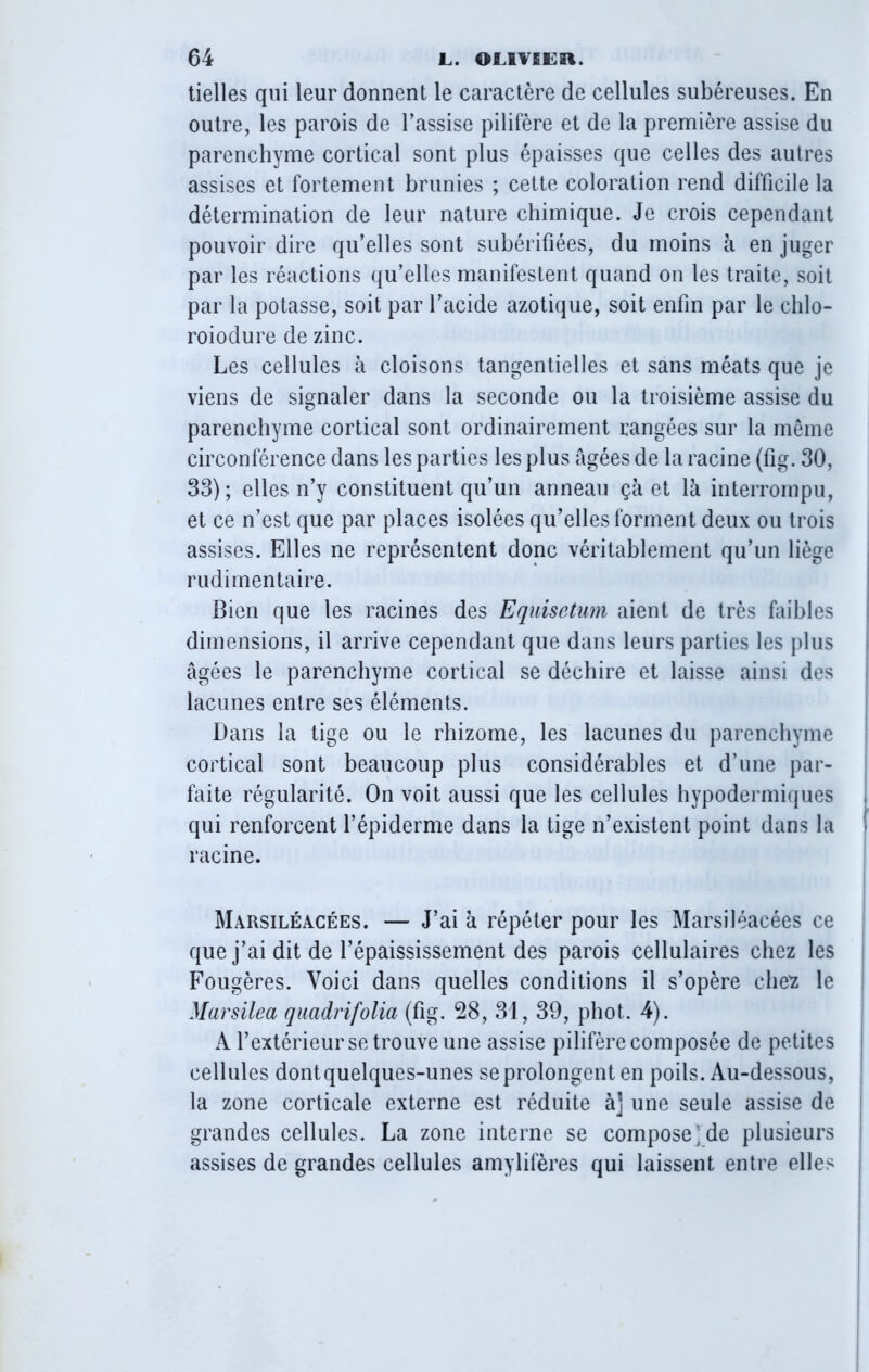 tielles qui leur donnent le caractère de cellules subéreuses. En outre, les parois de l’assise pilifère et de la première assise du parenchyme cortical sont plus épaisses que celles des autres assises et fortement brunies ; cette coloration rend difficile la détermination de leur nature chimique. Je crois cependant pouvoir dire qu’elles sont subérifiées, du moins à en juger par les réactions qu’elles manifestent quand on les traite, soit par la potasse, soit par l’acide azotique, soit enfin par le chlo- roiodure de zinc. Les cellules à cloisons tangentielles et sans méats que je viens de signaler dans la seconde ou la troisième assise du parenchyme cortical sont ordinairement rangées sur la même circonférence dans les parties les plus âgées de la racine (fig. 30, 33); elles n’y constituent qu’un anneau çà et 1 h interrompu, et ce n’est que par places isolées qu’elles forment deux ou trois assises. Elles ne représentent donc véritablement qu’un liège rudimentaire. Bien que les racines des Equisetum aient de très faibles dimensions, il arrive cependant que dans leurs parties les plus âgées le parenchyme cortical se déchire et laisse ainsi des lacunes entre ses éléments. Dans la tige ou le rhizome, les lacunes du parenchyme cortical sont beaucoup plus considérables et d’une par- faite régularité. On voit aussi que les cellules hypodermiques qui renforcent l’épiderme dans la tige n’existent point dans la racine. Marsiléacées. — J’ai à répéter pour les Marsiléacées ce que j’ai dit de l’épaississement des parois cellulaires chez les Fougères. Voici dans quelles conditions il s’opère che'z le Marsilea quadrifolia (fig. 28, 31, 39, phot. 4). A l’extérieur se trouve une assise pilifère composée de petites cellules dont quelques-unes se prolongent en poils. Au-dessous, la zone corticale externe est réduite à] une seule assise de grandes cellules. La zone interne se compose] de plusieurs assises de grandes cellules amylifères qui laissent entre elles