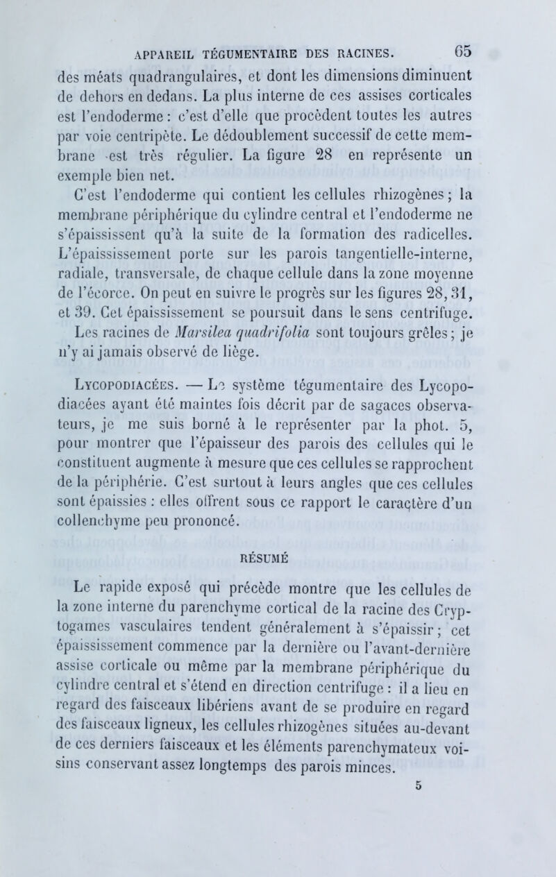 des méats quadrangulaires, et dont les dimensions diminuent de dehors en dedans. La plus interne de ces assises corticales est l’endoderme : c’est d’elle que procèdent toutes les autres par voie centripète. Le dédoublement successif de cette mem- brane est très régulier. La figure 28 en représente un exemple bien net. C’est l’endoderme qui contient les cellules rhizogènes ; la membrane périphérique du cylindre central et l’endoderme ne s’épaississent qu’à la suite de la formation des radicelles. L’épaississement porte sur les parois tangentielle-interne, radiale, transversale, de chaque cellule dans la zone moyenne de l’écorce. On peut en suivre le progrès sur les figures 28, Si, et 39. Cet épaississement se poursuit dans le sens centrifuge. Les racines de Marsilea quadrifolia sont toujours grêles; je n’y ai jamais observé de liège. Lycopodiacées. — Le système tégumentaire des Lycopo- diacées ayant été maintes fois décrit par de sagaces observa- teurs, je me suis borné à le représenter par la phot. 5, pour montrer que l’épaisseur des parois des cellules qui le constituent augmente à mesure que ces cellules se rapprochent de la périphérie. C’est surtout à leurs angles que ces cellules sont épaissies : elles olfrent sous ce rapport le caraqtère d’un collenchyme peu prononcé. RÉSUMÉ Le rapide exposé qui précède montre que les cellules de la zone interne du parenchyme cortical de la racine des Cryp- togames vasculaires tendent généralement à s’épaissir ; cet épaississement commence par la dernière ou l’avant-dernière assise corticale ou même par la membrane périphérique du cylindre central et s’étend en direction centrifuge : il a lieu en regard des faisceaux libériens avant de se produire en regard des faisceaux ligneux, les cellules rhizogènes situées au-devant de ces derniers faisceaux et les éléments parenchymateux voi- sins conservant assez longtemps des parois minces. 5