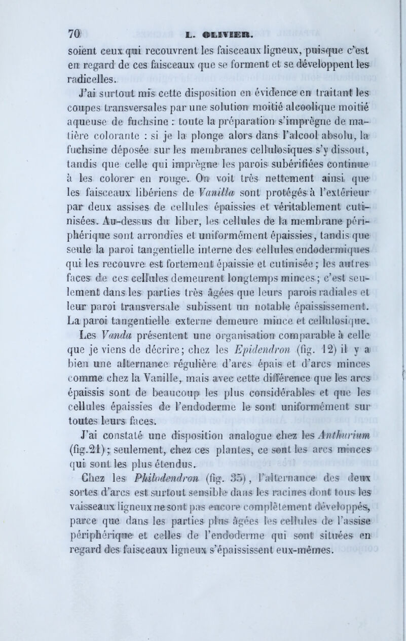 soient ceux qui recouvrent les faisceaux ligneux, puisque c’est en regard de ces faisceaux que se forment et se développent les radicelles. J’ai surtout mis cette disposition en évidence en traitant les coupes transversales par une solution moitié alcoolique moitié aqueuse de fuchsine : toute la préparation s’imprègne de ma- tière colorante : si je la plonge alors dans l’alcool absolu, la fuchsine déposée sur les membranes cellulosiques s’y dissout, tandis que celle qui imprègne les parois subérifiées continue à les colorer en rouge. On voit très nettement ainsi que les faisceaux libériens de Vanilla sont protégés à l’extérieur par deux assises de cellules épaissies et véritablement cutis- nisées. Au-dessus du liber, les cellules de la membrane péri- phérique sont arrondies et uniformément épaissies, tandis que seule la paroi tangentielle interne des cellules endodermiques qui les recouvre- est fortement épaissie et cutinisée ; les autres faces- de ces cellules demeurent longtemps minces ; c’est seu- lement dans les parties très âgées que leurs parois radiales et leur paroi transversale subissent un notable épaississement. La paroi tangentiielle externe demeure mince et cellulosique. Les Vanda présentent une organisation comparable à celle que je viens de décrire; chez les Epidendron (fig. 12) il y a bien une alternance régulière d’arcs épais et d’arcs minces comme chez la Vanille, mais avec cette différence que lès arcs épaissis sont de beaucoup les plus considérables et que les cellules épaissies de l’endoderme le sont uniformément sur toutes leurs faces. J’ai constaté une disposition analogue chez \es Anthurium (fig.2.1); seulement, chez ces plantes, ce sont les arcs minces qui sont les plus étendus. Chez les Philodendron (fig. 85), l’alternance des deux sortes d’arcs est surtout sensible dans les racines dont tous les vaisseaux ligneux ne sont pas encore complètement développés, parce que dans les parties plus âgées les cellules de l’assise périphérique et celles de l’endoderme qui sont situées en regard des faisceaux ligneux s’épaississent eux-mêmes.