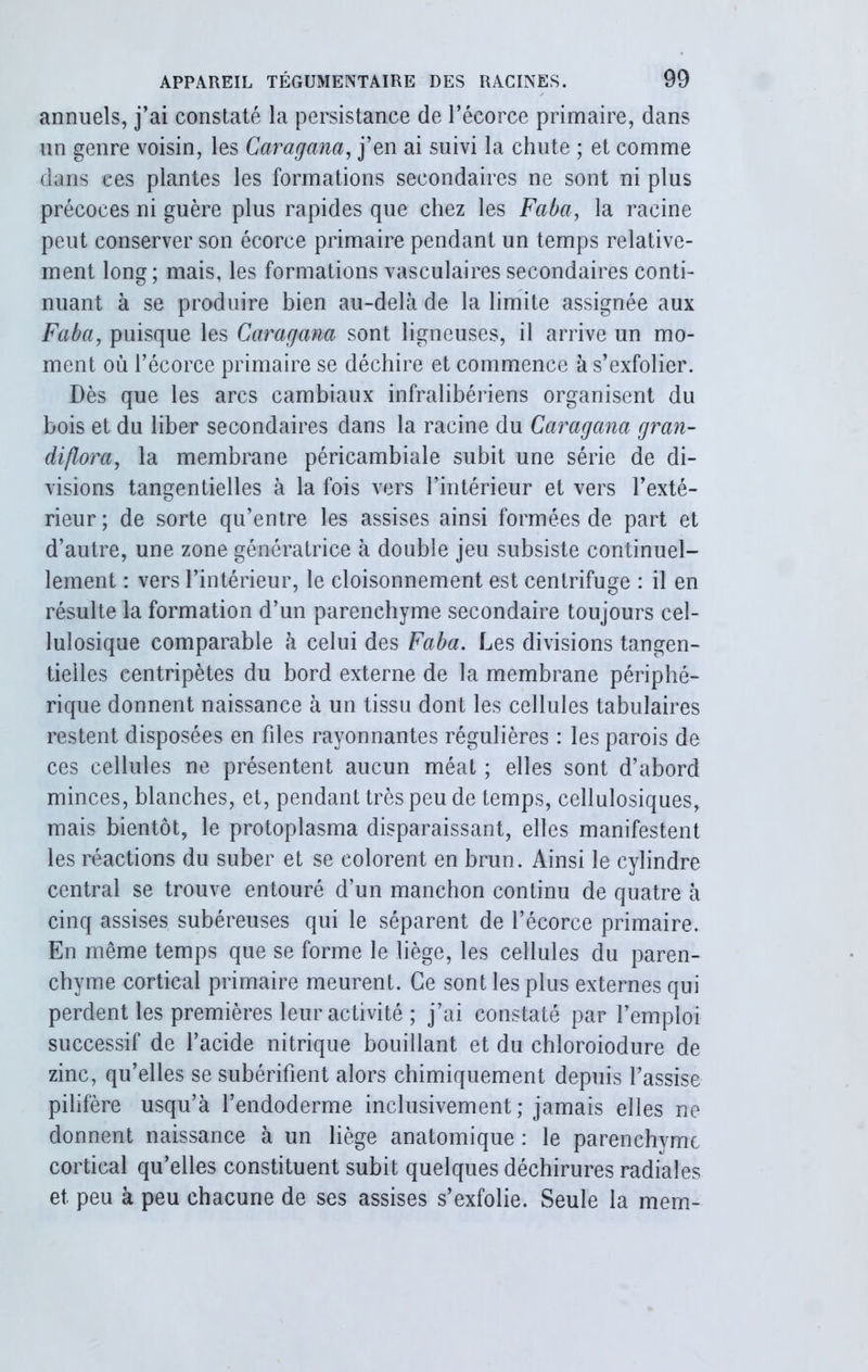 annuels, j’ai constaté la persistance de l’écorce primaire, dans un genre voisin, les Caragana, j’en ai suivi la chute ; et comme dans ces plantes les formations secondaires ne sont ni plus précoces ni guère plus rapides que chez les Faba, la racine peut conserver son écorce primaire pendant un temps relative- ment long; mais, les formations vasculaires secondaires conti- nuant à se produire bien au-delà de la limite assignée aux Faba, puisque les Caragana sont ligneuses, il arrive un mo- ment où l’écorce primaire se déchire et commence à s’exfolier. Dès que les arcs cambiaux infralibériens organisent du bois et du liber secondaires dans la racine du Caragana gran- diflora, la membrane péricambiale subit une série de di- visions tangentielles à la fois vers l’intérieur et vers l’exté- rieur ; de sorte qu’entre les assises ainsi formées de part et d’autre, une zone génératrice à double jeu subsiste continuel- lement : vers l’intérieur, le cloisonnement est centrifuge : il en résulte la formation d’un parenchyme secondaire toujours cel- lulosique comparable à celui des Faba. Les divisions tangen- tieiles centripètes du bord externe de la membrane périphé- rique donnent naissance à un tissu dont les cellules tabulaires restent disposées en files rayonnantes régulières : les parois de ces cellules ne présentent aucun méat ; elles sont d’abord minces, blanches, et, pendant très peu de temps, cellulosiques, mais bientôt, le protoplasma disparaissant, elles manifestent les réactions du suber et se colorent en brun. Ainsi le cylindre central se trouve entouré d’un manchon continu de quatre à cinq assises subéreuses qui le séparent de l’écorce primaire. En même temps que se forme le liège, les cellules du paren- chyme cortical primaire meurent. Ce sont les plus externes qui perdent les premières leur activité ; j’ai constaté par l’emploi successif de l’acide nitrique bouillant et du chloroiodure de zinc, qu’elles se subérifient alors chimiquement depuis l’assise pilifère usqu’à l’endoderme inclusivement; jamais elles ne donnent naissance à un liège anatomique : le parenchyme cortical qu’elles constituent subit quelques déchirures radiales et peu à peu chacune de ses assises s’exfolie. Seule la mem-