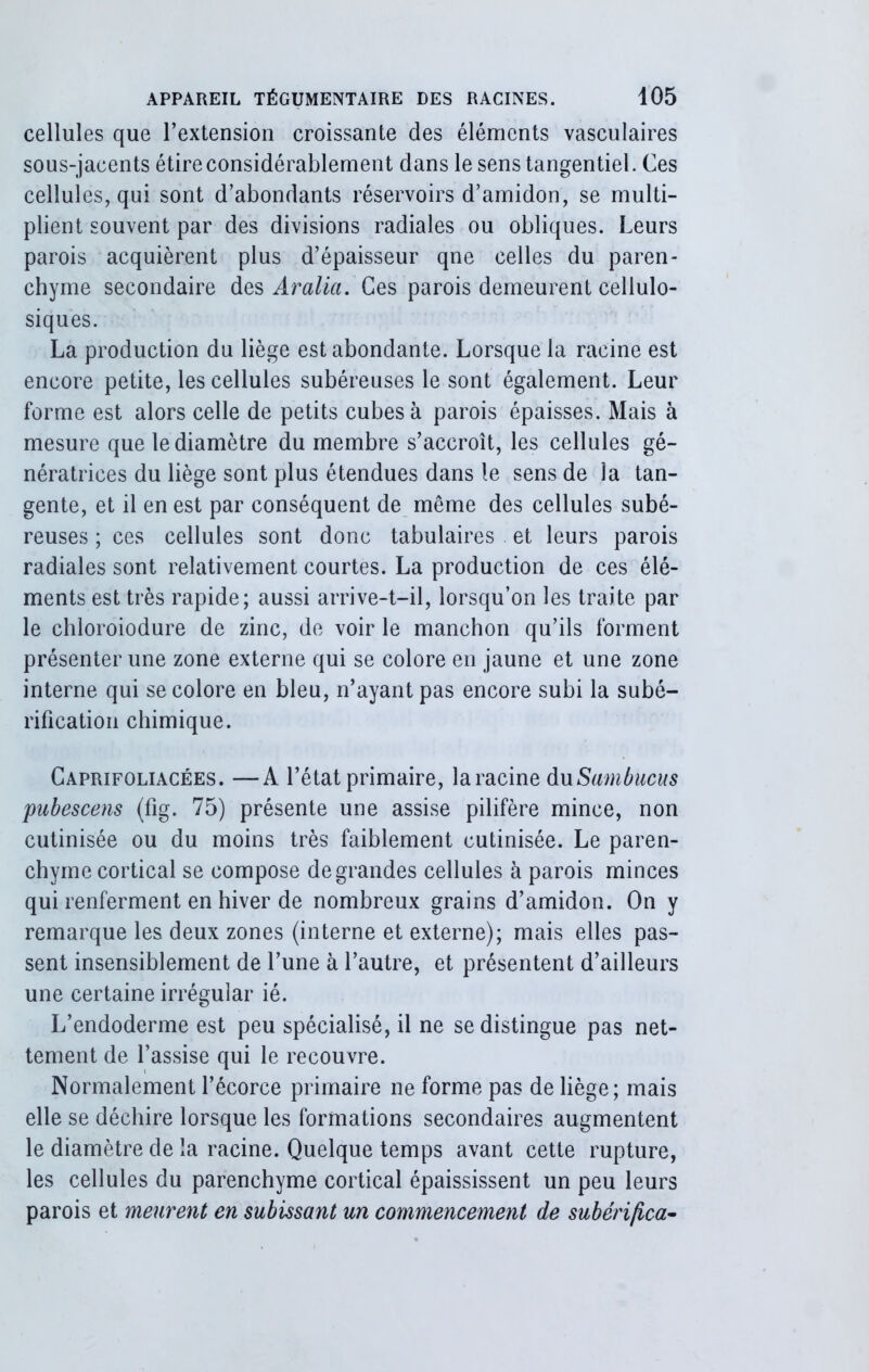 cellules que l’extension croissante des éléments vasculaires sous-jacents étire considérablement dans lesenstangentiel. Ces cellules, qui sont d’abondants réservoirs d’amidon, se multi- plient souvent par des divisions radiales ou obliques. Leurs parois acquièrent plus d’épaisseur qne celles du paren- chyme secondaire des Aralia. Ces parois demeurent cellulo- siques. La production du liège est abondante. Lorsque la racine est encore petite, les cellules subéreuses le sont également. Leur forme est alors celle de petits cubes à parois épaisses. Mais à mesure que le diamètre du membre s’accroît, les cellules gé- nératrices du liège sont plus étendues dans le sens de la tan- gente, et il en est par conséquent de même des cellules subé- reuses ; ces cellules sont donc tabulaires et leurs parois radiales sont relativement courtes. La production de ces élé- ments est très rapide; aussi arrive-t-il, lorsqu’on les traite par le chloroiodure de zinc, de voir le manchon qu’ils forment présenter une zone externe qui se colore en jaune et une zone interne qui se colore en bleu, n’ayant pas encore subi la subé- rification chimique. Caprifoliacées. —A l’état primaire, laracine duSambucus pubescens (fig. 75) présente une assise pilifère mince, non cutinisée ou du moins très faiblement cutinisée. Le paren- chyme cortical se compose de grandes cellules à parois minces qui renferment en hiver de nombreux grains d’amidon. On y remarque les deux zones (interne et externe); mais elles pas- sent insensiblement de l’une à l’autre, et présentent d’ailleurs une certaine irrégular ié. L’endoderme est peu spécialisé, il ne se distingue pas net- tement de l’assise qui le recouvre. Normalement l’écorce primaire ne forme pas de liège; mais elle se déchire lorsque les formations secondaires augmentent le diamètre de la racine. Quelque temps avant cette rupture, les cellules du parenchyme cortical épaississent un peu leurs parois et meurent en subissant un commencement de subérifica-