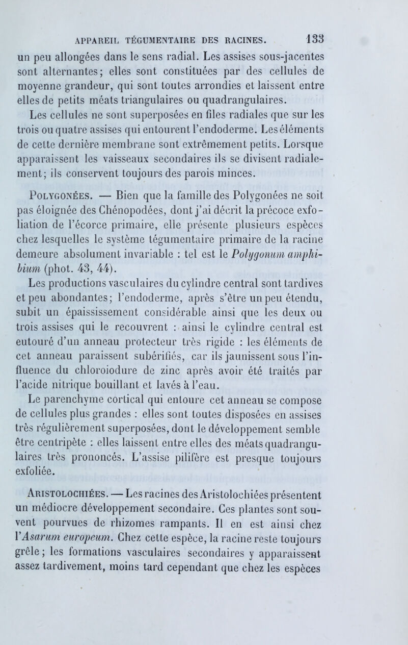 un peu allongées dans le sens radial. Les assises sous-jacentes sont alternantes; elles sont constituées par des cellules de moyenne grandeur, qui sont toutes arrondies et laissent entre elles de petits méats triangulaires ou quadrangulaires. Les cellules ne sont superposées en files radiales que sur les trois ou quatre assises qui entourent l’endoderme. Les éléments de cette dernière membrane sont extrêmement petits. Lorsque apparaissent les vaisseaux secondaires ils se divisent radiale- ment; ils conservent toujours des parois minces. Polygonées. — Bien que la famille des Polygonées ne soit pas éloignée des Ghénopodées, dont j’ai décrit la précoce exfo- liation de l’écorce primaire, elle présente plusieurs espèces chez lesquelles le système tégumentaire primaire de la racine demeure absolument invariable : tel est le Polygonum amphi- bium (phot. 43, 44). Les productions vasculaires du cylindre central sont tardives et peu abondantes; l’endoderme, après s’être un peu étendu, subit un épaississement considérable ainsi que les deux ou trois assises qui le recouvrent : ainsi le cylindre central est eutouré d’un anneau protecteur très rigide : les éléments de cet anneau paraissent subérifiés, car ils jaunissent sous l’in- fluence du chloroiodure de zinc après avoir été traités par l’acide nitrique bouillant et lavés à l’eau. Le parenchyme cortical qui entoure cet anneau se compose de cellules plus grandes : elles sont toutes disposées en assises très régulièrement superposées, dont le développement semble être centripète : elles laissent entre elles des méats quadrangu- laires très prononcés. L’assise pilifère est presque toujours exfoliée. Aristolochiées. — Les racines des Aristolochiées présentent un médiocre développement secondaire. Ces plantes sont sou- vent pourvues de rhizomes rampants. Il en est ainsi chez YAsarum europeum. Chez cette espèce, la racine reste toujours grêle ; les formations vasculaires secondaires y apparaissent assez tardivement, moins tard cependant que chez les espèces