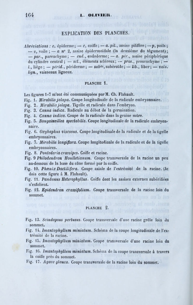 EXPLICATION DES PLANCHES. Abréviations : c, épiderme; — c, coiffe; — a. pii., assise pilifère; —p, poils ; v, voile ; — an0 2, assise épidermoïdale (la deuxième du tégument) ; — par., parenchyme; — end., endoderme; —a. pér., assise périphérique du cylindre central ; — sel., éléments scléreux; — pros., prosenchyme ; — l., liège ; — périd., périderme; — subde, subéroïde;— lib., liber; — vais, lign., vaisseaux ligneux. PLANCHE 1. Les figures 1-7 m’ont été communiquées parM. Ch. Flahault. Fig. 1. Mirabilis jalapa. Coupe longitudinale de la radicule embryonnaire. Fig. 2. Mirabilis jalapa. Tigelle et radicule dans l’embryon. Fig. 3. Canna indica. Radicule au début de la germination. Fig. 4. Canna indica. Coupe de la radicule dans la graine mûre. Fig. 5. Bougainvillea spectabilis. Coupe longitudinale de la radicule embryon- naire. Fig. 6. Oxybaphus viscosus. Coupe longitudinale de la radicule et de la tigelle embryonnaires. Fig. 7. Mirabilis longiflora. Coupe longitudinale de la radicule et de la tigelle embryonnaires. Fig. 8. Pontederiacrassipes. Coiffe et racine. Fig. 9 Philodendron Houlletianum. Coupe transversale de la racine un peu au-dessous de la base du cône formé par la coiffe. Fig. 10. Phænix Daclilifera. Coupe axiale de l’extrémité de la racine. (Je dois cette figure à M. Flahault). Fig. 11. Pandanus Heterophyllus. Coiffe dont les assises externes subérifiées s’exfolient. Fig. 12. Epidendron crassifolium. Coupe transversale de la racine loin du sommet. PLANCHE 2. Fig. 13. Scindapsus pertusas. Coupe transversale d’une racine grêle loin du sommet. Fig. 14. Imantophyllum miniatum. Schéma de la coupe longitudinale de l’ex- trémité de la racine. * Fig. 15. Imantophyllum miniatum. Coupe transversale d’une racine loin du sommet. Fig. 16. Imantophyllum miniatum. Schéma de la coupe transversale à travers la coiffe près du sommet. Fig. 17. Agave glauca. Coupe transversale de la racine loin du sommet.