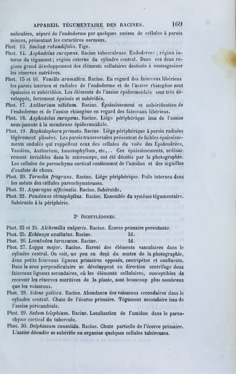 naliculées, séparé de l’endoderme par quelques assises de cellules à parois minces, présentant les caractères normaux. Phot. 13. Smilax rotundifolia. Tige. Phot. 14. Asphodelus europæus. Racine tuberculeuse. Endoderme ; région in- terne du tégument; région externe du cylindre central. Dans ces deux ré- gions grand développement des éléments cellulaires destinés à emmagasiner les réserves nutritives. Phot. 15 et 16. Vanilla aromatica. Racine. En regard des faisceaux libériens les parois internes et radiales de l’endoderme et de l’assise rhizogène sont épaissies et subérifiées. Les éléments de l’assise épidermoïdale sont très dé- veloppés, fortement épaissis et subérifiés. Phot. 17. Anthurium nitidum. Racine. Épaississement et subérification de l’endoderme et de l’assise rhizogène en regard des faisceaux libériens. Phot. 18. Asphodelus europæus. Racine. Liège périphérique issu de l’assise sous-jacente à la membrane épidermoïdale. Phot. 19. Raphidophoraprimata. Racine. Liège périphérique à parois radiales légèrement plissées. Les parois transversales présentent de faibles épaississe- ments ondulés qui rappellent ceux des cellules du voile des Épidendrées, Vandées, Anthurium, Imantophyllum, etc... Ces épaississements, ordinai- rement invisibles dans le microscope, ont été décelés par la photographie. Les cellules du parenchyme cortical contiennent de l’amidon et des aiguilles d’oxalate de chaux. Phot. 20. Tornelia fragrans. Racine. Liège périphérique. Poils internes dans les méats des cellules parenchymateuses. Phot. 21. Asparagus officinalis. Racine. Subéroïde. Phot. 22. Pandanus stenophyllus. Racine. Ensemble du système tégumentaire. Subéroïde à la périphérie. 3° Dicotylédones. Phot. 23 et 2i. Alchemilla vulgaris. Racine. Écorce primaire persistante. Phot. 25. Echinops exaltatus. Racine. Id. Phot. 26. Leontodon taraxacon. Racine. Id. Phot. 27. Lappa major. Racine. Rareté des éléments vasculaires dans le cylindre central. On voit, un peu en deçà du centre de la photographie, deux petits faisceaux ligneux primaires opposés, centripètes et confluents. Dans le sens perpendiculaire se développent en direction centrifuge deux faisceaux ligneux secondaires, où les éléments cellulaires, susceptibles de recevoir les réserves nutritives de la plante, sont beaucoup plus nombreux que les vaisseaux. Phot. 28. Silene gallica. Racine. Abondance des vaisseaux secondaires dans le cylindre central. Chute de l’écorce primaire. Tégument secondaire issu de l’assise péricambiale. Phot. 29. Sedum telephium. Racine. Localisation de l’amidon dans le paren- chyme cortical du tubercule. Phot. 30. Delphinium consolida. Racine. Chute partielle de l’écorce primaire. L’assise dénudée se subérifie ou organise quelques cellules tubéreuses.
