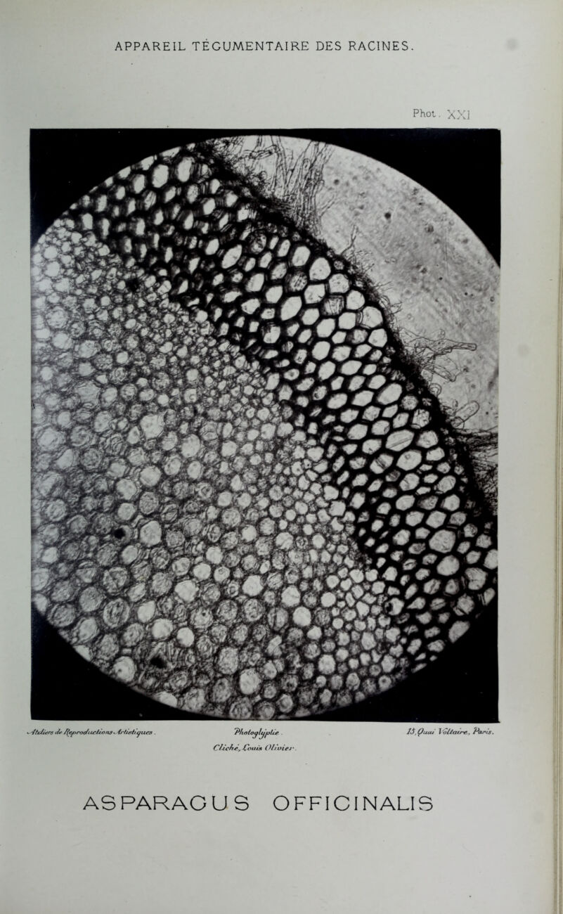 Phot. XXI ï&jr t i VJr ML vî* 'î? A}f‘ if' JT’jf K rt ' i -H x\ ■ i B» met' - JUliers (&• /fef}roefiuïtijoris*,4rli&ti(jucs . 'Plutlotjlÿplie CUch^.jX'ouis O/j'oif j•. lâ.Çuaj l'ôllatre,, Paris. AS PARAG U S OFFICINALES