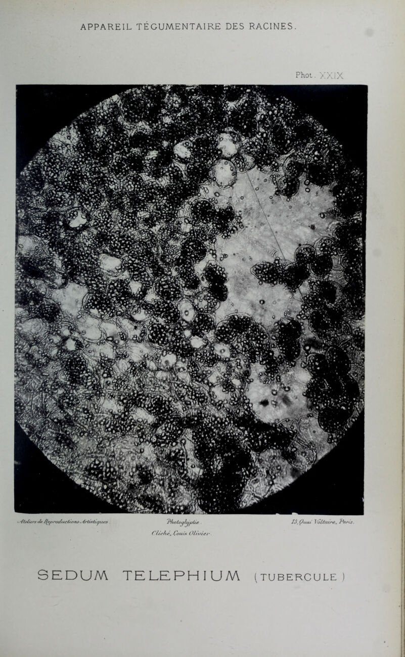 Phot. XXIX •Ateliers de ijeprodiuUtjons *Artietic/iies 'Photvylyplte . CLix’fvé, Couda Obviej- lS,Çutu ^'oU.cure.j Paeij. SEDUM TELEPHIUM (tubercule)