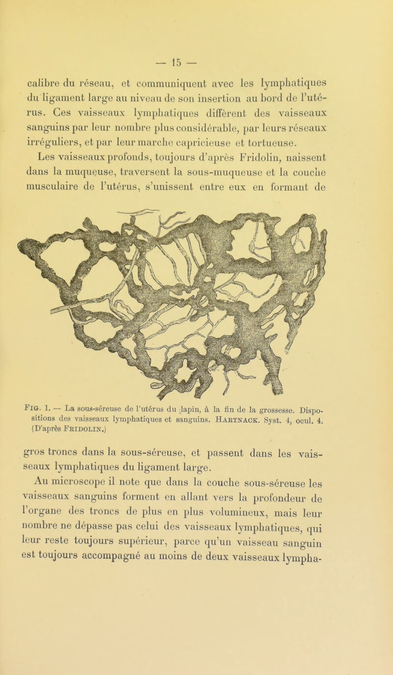 calibre du réseau, et communiquent avec les lymphatiques du ligament large au niveau de son insertion au bord de l'uté- rus. Ces vaisseaux lymphatiques diffèrent des vaisseaux sanguins par leur nombre plus considérable, par leurs réseaux irréguliers, et par leur marche capricieuse et tortueuse. Les vaisseaux profonds, toujours d'après Fridolin, naissent dans la muqueuse, traversent la sous-muqueuse et la couche musculaire de l'utérus, s'unissent entre eux en formant de FiG. 1. — La sous-séreuse de l'utérus du Llapin, à la fin de la grossesse. Dispo- sitions des vaisseaux lymphatiques et sanguins. Haetnack. Syst. 4, ocul. 4. (D'après Feidolin.) gros troncs dans la sous-séreuse, et passent dans les vais- seaux lymphatiques du ligament large. Au microscope il note que dans la couche sous-séreuse les vaisseaux sanguins forment en allant vers la profondeur de l'organe des troncs de plus en plus volumineux, mais leur nombre ne dépasse pas celui des vaisseaux lymphatiques, qui leur reste toujours supérieur, parce qu'un vaisseau sanguin est toujours accompagné au moins de deux vaisseaux lympha-