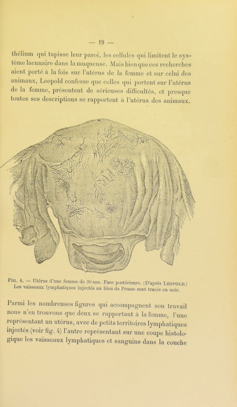 thélium qui tapisse leur paroi, les cellules qui limitent le sys- tème lacunaire dans la muqueuse. Mais bien que ces recherches aient porté à la fois sur l'utérus de la femme et sur celui des animaux, Leopold confesse que colles qui portent sur l'utérus de la femme, présentent de sérieuses difficultés, et presque toutes ses descriptions se rapportent à lutcrus des animaux. . 4. — Utérus d'une femme de 30 ans. Face postérieure. (D'après Lêopold ) .es vaisseaux lymphatiques injectés au bleu de Prusse sont tracés en noir. Parmi les nombreuses figures qui accompagnent son travail nous n'en trouvons que deux se rapportant à la femme, l'une représentant un utérus, avec de petits territoires lymphatiques injectés (voir fîg. 4) l'autre représentant sur une coupe histolo- gique les vaisseaux lymphatiques et sanguins dans la couche