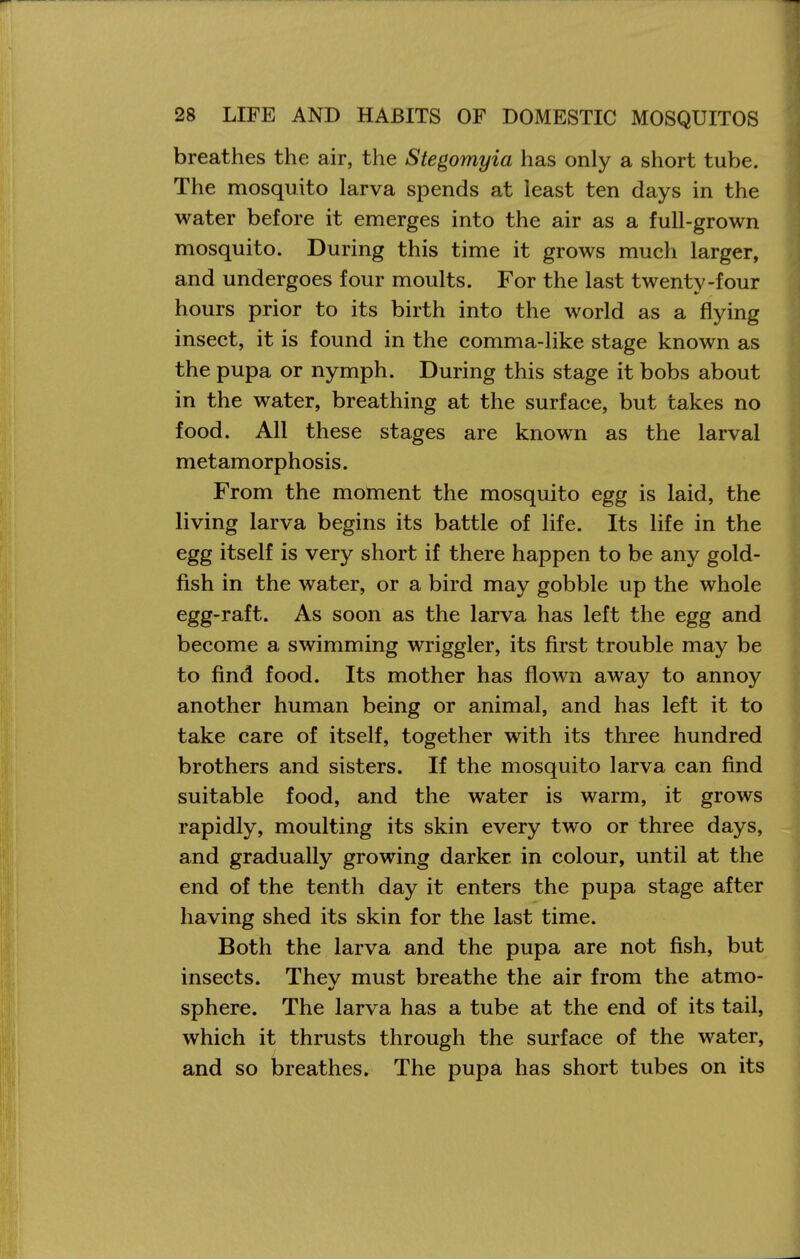 breathes the air, the Stegomyia has only a short tube. The mosquito larva spends at least ten days in the water before it emerges into the air as a full-grown mosquito. During this time it grows much larger, and undergoes four moults. For the last twenty-four hours prior to its birth into the world as a flying insect, it is found in the comma-like stage known as the pupa or nymph. During this stage it bobs about in the water, breathing at the surface, but takes no food. All these stages are known as the larval metamorphosis. From the moment the mosquito egg is laid, the living larva begins its battle of life. Its life in the egg itself is very short if there happen to be any gold- fish in the water, or a bird may gobble up the whole egg-raft. As soon as the larva has left the egg and become a swimming wriggler, its first trouble may be to find food. Its mother has flown away to annoy another human being or animal, and has left it to take care of itself, together with its three hundred brothers and sisters. If the mosquito larva can find suitable food, and the water is warm, it grows rapidly, moulting its skin every two or three days, and gradually growing darker in colour, until at the end of the tenth day it enters the pupa stage after having shed its skin for the last time. Both the larva and the pupa are not fish, but insects. They must breathe the air from the atmo- sphere. The larva has a tube at the end of its tail, which it thrusts through the surface of the water, and so breathes. The pupa has short tubes on its