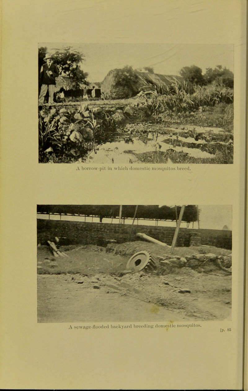A boiTow-pit in which domestic mosquito.s breed. V scsviiKc-liuudcd biici<ViU-d bleeding domestic mosquitos. -  • f [p. S5