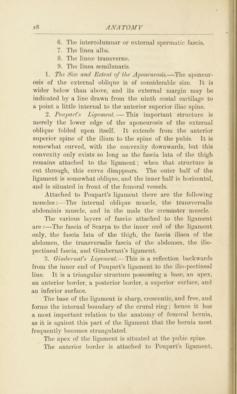 6. The intercolumnar or external spermatic fascia. 7. The linea alba. 8. The linese transverse. 9. The linea semilunaris. 1. The Size and Extent of the Aponeurosis.—The aponeur- osis of the external oblique is of considerable size. It is wider below than above, and its external margin may be indicated by a line drawn from the ninth costal cartilage to a point a little internal to the anterior superior iliac spine. 2. Forepart’s Ligament. — This important structure is merely the lower edge of the aponeurosis of the external oblique folded upon itself. It extends from the anterior superior spine of the ilium to the spine of the pubis. It is somewhat curved, with the convexity downwards, but this convexity only exists so long as the fascia lata of the thigh remains attached to the ligament; when that structure is cut through, this curve disappears. The outer half of the ligament is somewhat oblique, and the inner half is horizontal, and is situated in front of the femoral vessels. Attached to Poupart’s ligament there are the following muscles:—The internal oblique muscle, the transversalis abdominis muscle, and in the male the cremaster muscle. The various layers of fasciae attached to the ligament are:—The fascia of Scarpa to the inner end of the ligament only, the fascia lata of the thigh, the fascia iliaca of the abdomen, the transversalis fascia of the abdomen, the ilio- pectineal fascia, and Gimbernat’s ligament. 3. Gimbernat’s TAgament.—This is a reflection backwards from the inner end of Poupart’s ligament to the ilio-pectineal line. It is a triangular structure possessing a base, an apex, an anterior border, a posterior border, a superior surface, and an inferior surface. The base of the ligament is sharp, crescentic, and free, and forms the internal boundary of the crural ring; hence it has a most important relation to the anatomy of femoral hernia, as it is against this part of the ligament that the hernia most frequently becomes strangulated. The apex of the ligament is situated at the pubic spine. The anterior border is attached to Poupart’s ligament,