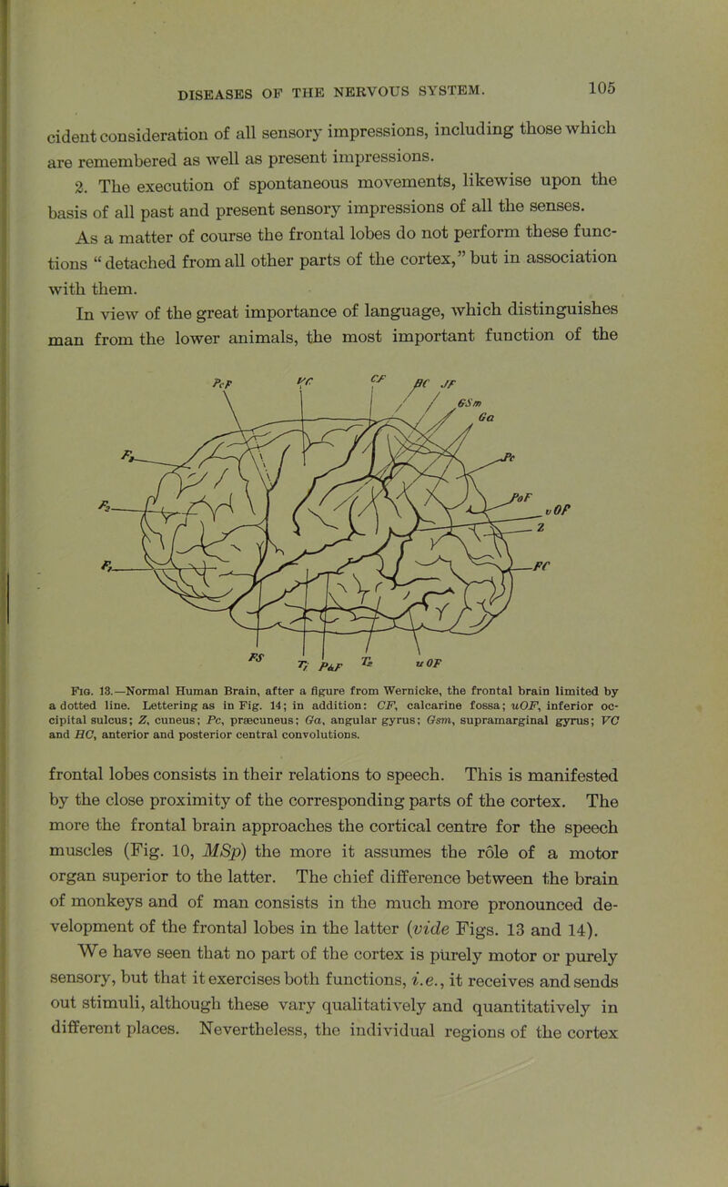 cident consideration of all sensory impressions, including those which are remembered as well as present impressions. 2. The execution of spontaneous movements, likewise upon the basis of all past and present sensory impressions of all the senses. As a matter of course the frontal lobes do not perform these func- tions “detached from all other parts of the cortex,” but in association with them. In view of the great importance of language, which distinguishes man from the lower animals, the most important function of the Fig. 13.—Normal Human Brain, after a figure from Wernicke, the frontal brain limited by a dotted line. Lettering as in Fig. 14; in addition: CF, calcarine fossa; uOF, inferior oc- cipital sulcus; Z, cuneus; Pc, praecuneus; Ga, angular gyrus; Gsm, supramarginal gyrus; VC and HC, anterior and posterior central convolutions. frontal lobes consists in their relations to speech. This is manifested by the close proximity of the corresponding parts of the cortex. The more the frontal brain approaches the cortical centre for the speech muscles (Fig. 10, MSp) the more it assumes the role of a motor organ superior to the latter. The chief difference between the brain of monkeys and of man consists in the much more pronounced de- velopment of the frontal lobes in the latter (vide Figs. 13 and 14). We have seen that no part of the cortex is purely motor or purely sensory, but that it exercises both functions, i.e., it receives and sends out stimuli, although these vary qualitatively and quantitatively in different places. Nevertheless, the individual regions of the cortex