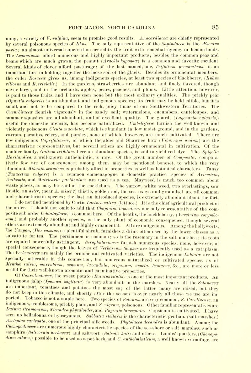 nung, a variety of V. vulpina, seem to promise good results. Anacardiacete are chiefly represented by several poisonous species of Rhus. The only representative of the Sapindacece is the JEJsculus pavia; an almost universal superstition accredits the fruit with remedial agency in hemorrhoids. The Leguminosce afford numerous and highly important products; besides the common peas and beans which are much grown, the peanut (Arachis Jiypogace) is a common and favorite esculent Several kinds of clover afford pasturage; of the last named, one, Trifolium procumbens, is an important turf in holding together the loose soil of the glacis. Besides its ornamental members, the order Rosacea gives us, among indigenous species, at least two species of blackberry, (Rubus Villon us and R. trivialis.) In the gardens, strawberries are abundant and finely flavored, though never large, and in the orchards, apples, pears, peaches, and plums. Little attention, however, is paid to those fruits, and I have seen none but the most ordinary qualities. The prickly pear (Opuntia vulgaris) is an abundant and indigenous species; its fruit may be held edible, but it is small, and not to be compared to the rich, juicy timas of our Southwestern Territories. The Cucurbitaceee flourish vigorously in the sandy soil; watermelons, cucumbers, canteloupes, and summer squashes are all abundant, and of excellent quality. The gourd, (Lagenaria vulgaris,) useful for domestic utensils, has become naturalized. Umbelliferce furnish the well-known and violently poisonous Cicuta maculata, which is abundant in low moist ground, and in the gardens, carrots, parsnips, celery, and parsley, none of which, however, are much cultivated. There are few indigenous Caprifoliacece, of which the alder and Shawnee haw (Viburnum, nudum) are the characteristic representatives, but several others are highly ornamental in cultivation. Of the madder family, Galium trifidum, here an abundant species, is said to yield red dye. The Spigelia Marilandica, a well-known anthelmintic, is rare. Of the great number of Compositor compara- tively few are of consequence; among them may be mentioned boneset, to which the very abundant Mihania scandens is probably allied in properties as well as botanical characters. Tansy (Tanacetum vulgare) is a common emmenagogue in domestic practice—species of Artemisia, Anthemis, and Matricaria parthenium are used as a tea. Mayweed is much too common about waste places, as may be said of the coekleburs. The yarrow, white weed, two everlastings, sow thistle, an aster, (near A. miserf) thistle, golden rod, the sea oxeye and groundsel are all common and characteristic species; the last, an introduced species, is extremely abundant about the fort. I do not find mentioned by Curtis Lactuea saliva, (lettuce.) It is the chief agricultural product of the order. I should not omit to add that Chaptalia tonteiitosa, our only representative of the com- posite sub-order LaMatwflora*; is common here, Of the heaths, the huckleberry, (Vacciniam corymbo- sum,) and probably another species, is the only plant of economic consequence, though several others are extremely abundant and highly ornamental. All are indigenous. Among the hollyworts, the Yaupon, (Ilex cassine,) a plentiful shrub, furnishes a drink often used by the lower classes as a substitute for tea. The persimmon is common; so is the rosemary in the salt marshes; its roots are reputed powerfully astringent, Scrophulariacew furnish numerous species, none, however, of special consequence, though the leaves of Verbascum thapsus are frequently used as a cataplasm. The Verbeniacem are mainly the ornamental cultivated varieties. The indigenous Labiatee are not specially noticeable in this connection, but numerous naturalized or cultivated species, as of Mentha} salvia, marrubium, ocyinum, lavandulu, origanum, nepeta, leonurus, &c, are more or less useful for their well-known aromatic and carminative properties. Of Convolvulaceee, the sweet potato (Batatus edulis) is one of the most important products. An indigenous jalap (Ipomcea sagittate/) is very abundant in the marshes. Nearly all the Solanacew are important, tomatoes and potatoes the most so; of the latter many are raised, but they do not keep in this climate, and shortly after the season is over nearly all those we use are im- ported. Tobacco is not a staple here. Two species of Solamim are very commou, 8. Carolinense, an indigenous, troublesome, prickly plant, and S. nigrum, poisonous. Other familiar representatives are Datura stramonium, Nicandrapliysaloides, and Physalis lanceolata. Capsicum is cultivated. I have seen no belladonna or hyoscyamus. Sabbatia stellar is is the characteristic gentian, (salt marshes.) Asclcpias variegata, one of the principal silk weeds. Phytolacca deeandra is abundant. Among the Chenopodiaceev are numerous highly characteristic species of the sea-shore or salt marshes, such as samphire (Salicorma herbaceee) and saltwort (Salsola kali) and others. Lambs' quarters, (Clienopo- dium album,) possible to be used as a pot-herb, and V. cnithelmint!cum, a well known vermifuge, are