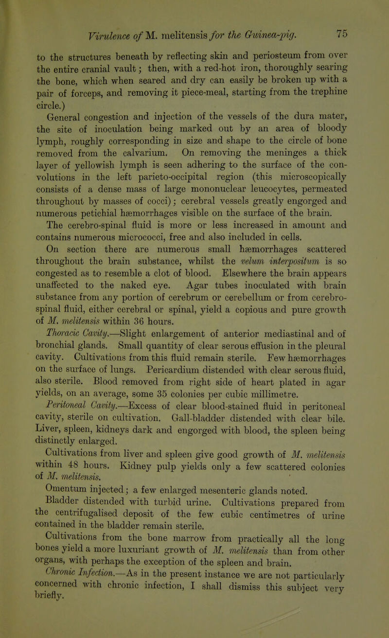 to the structures beneath by reflecting skin and periosteum from over the entire cranial vault; then, with a red-hot iron, thoroughly searing the bone, which when seared and dry can easily be broken up with a pair of forceps, and removing it piece-meal, starting from the trephine circle.) General congestion and injection of the vessels of the dura mater, the site of inoculation being marked out by an area of bloody lymph, roughly corresponding in size and shape to the circle of bone removed from the calvarium. On removing the meninges a thick layer of yellowish lymph is seen adhering to the surface of the con- volutions in the left parieto-occipital region (this microscopically consists of a dense mass of large mononuclear leucocytes, permeated throughout by masses of cocci); cerebral vessels greatly engorged and numerous petichial haemorrhages visible on the surface of the brain. The cerebro-spinal fluid is more or less increased in amount and contains numerous micrococci, free and also included in cells. On section there are numerous small haemorrhages scattered throughout the brain substance, whilst the velum interpositum is so congested as to resemble a clot of blood. Elsewhere the brain appears unaffected to the naked eye. Agar tubes inoculated with brain substance from any portion of cerebrum or cerebelliun or from cerebro- spinal fluid, either cerebral or spinal, yield a copious and pure growth of M. melitensis within 36 hours. Thoracic Cavity.—Slight enlargement of anterior mediastinal and of bronchial glands. Small quantity of clear serous effusion in the pleural cavity. Cultivations from this fluid remain sterile. Few haemorrhages on the surface of lungs. Pericardium distended with clear serous fluid, also sterile. Blood removed from right side of heart plated in agar yields, on an average, some 35 colonies per cubic millimetre. Peritoneal Cavity.—Excess of clear blood-stained fluid in peritoneal cavity, sterile on cultivation. Gall-bladder distended with clear bile. Liver, spleen, kidneys dark and engorged with blood, the spleen being distinctly enlarged. Cultivations from liver and spleen give good growth of M. melitensis within 48 hours. Kidney pulp yields only a few scattered colonies of M. melitensis. Omentum injected; a few enlarged mesenteric glands noted. Bladder distended with turbid urine. Cultivations prepared from the centrifugalised deposit of the few cubic centimetres of urine contained in the bladder remain sterile. Cultivations from the bone marrow from practically all the long bones yield a more luxuriant growth of M. melitensis than from other organs, with perhaps the exception of the spleen and brain. Chronic Infection.—As in the present instance we are not particularly concerned with chronic infection, I shall dismiss this subject verv briefly.