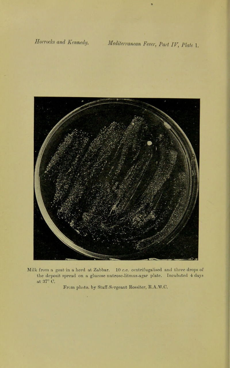 Hoirocks and Kennedy. MedUerranean Fever, Part IF, PUite 1. -jr. •-■.-JJS'-A-'- - Milk from a goat in a herd at Zabbar. 10 c.c. centrifugalised and three drops of the deposit spread on a glucose nntrose-litmus-agar plate. Incubated 4 dajs at .17° C. From photo, by Staff-Si'rgeant Eossiter, E.A.M.C.
