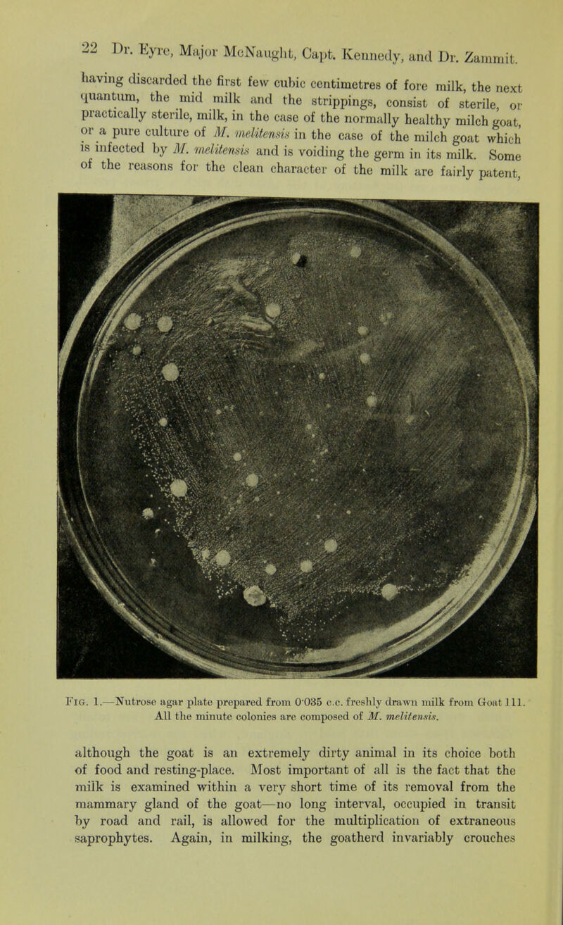 having discarded the first few cubic centimetres of fore milk, the next quantum, the mid milk and the strippings, consist of sterile or practically sterile, milk, in the case of the normally healthy milch goat or a pure culture of M. meliienm in the case of the milch goat which is infected by ill meUtend, and is voiding the germ in its milk. Some of the reasons for the clean character of the milk are fairly patent Fig. 1.—Nutrose agar plate prepared from 0035 c.c. freshly drawn milk from Groat 111. All tlie minute colonies are composed of M. melitensis. although the goat is an extremely dirty animal in its choice both of food and resting-place. Most important of all is the fact that the milk is examined within a very short time of its removal from the mammary gland of the goat—no long interval, occupied in transit by road and rail, is allowed for the multiplication of extraneous saprophytes. Again, in milking, the goatherd invariably crouches