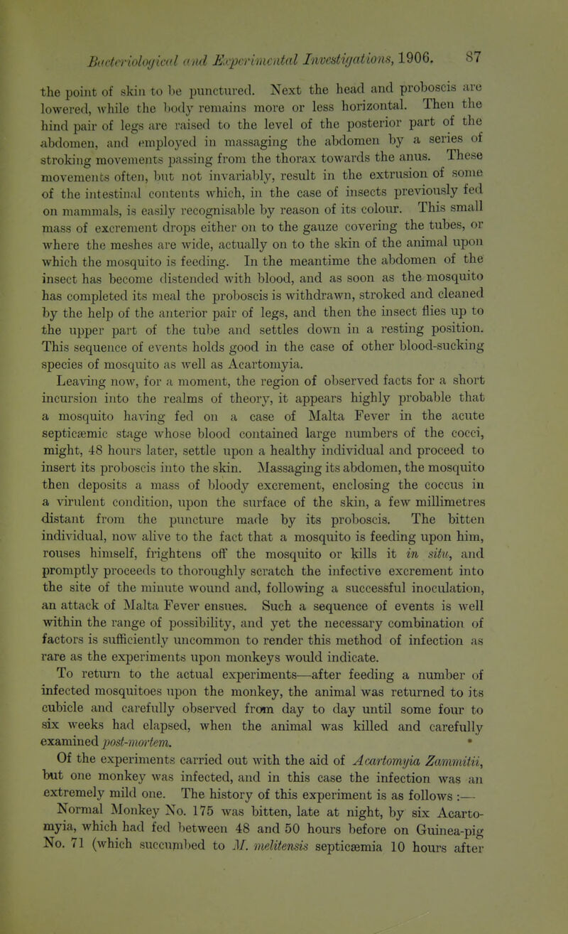 the point of skin to he punctured. Next the head and proboscis arc lowered, Avhile the liody remains more or less horizontal. Then the hind pair of legs are raised to the level of the posterior part of the abdomen, and employed in massaging the abdomen by a series of stroking movements passing from the thorax towards the anus. These movements often, but not invariably, result in the extrusion of some of the intestinal contents which, in the case of insects previously fed on mammals, is easily recognisable by reason of its colour. This small mass of excrement drops either on to the gauze covering the tubes, or where the meshes are wide, actually on to the skin of the animal upon which the mosquito is feeding. In the meantime the abdomen of the insect has become distended with blood, and as soon as the mosquito has completed its meal the proboscis is withdrawn, stroked and cleaned by the help of the anterior pair of legs, and then the insect flies up to the upper part of the tube and settles down in a resting position. This sequence of events holds good in the case of other blood-sucking species of mosquito as well as Acartomyia. Leaving now, for a moment, the region of observed facts for a short incursion into the realms of theory, it appears highly probable that a mosquito haAing fed on a case of Malta Fever in the acute septicaemic stage whose blood contained large numbers of the cocci, might, 48 hours later, settle upon a healthy individual and proceed to insert its proboscis into the skin. Massaging its abdomen, the mosquito then deposits a mass of bloody excrement, enclosing the coccus in a virulent condition, ujjon the surface of the skin, a few millimetres distant from the puncture made by its proboscis. The bitten individual, now alive to the fact that a mosquito is feeding upon him, rouses himself, frightens oif the mosquito or kills it in situ, and promptly proceeds to thoroughly scratch the infective excrement into the site of the minute wound and, following a successful inoculation, an attack of Malta Fever ensues. Such a sequence of events is well within the range of possibility, and yet the necessary combination of factors is sufficiently uncommon to render this method of infection as rare as the experiments upon monkeys would indicate. To return to the actual experiments—after feeding a number of infected mosquitoes upon the monkey, the animal was returned to its cubicle and carefully observed from day to day until some four to six weeks had elapsed, when the animal was killed and carefully examined post-moiiem. • Of the experiments carried out with the aid of Acartomyia Zammitii, but one monkey was infected, and in this case the infection was an extremely mild one. The history of this experiment is as follows :— Normal Monkey No. 175 was bitten, late at night, by six Acarto- myia, which had fed between 48 and 50 hours before on Guinea-pig No. 71 (which succujnbed to M. melitensis septicaemia 10 hours after
