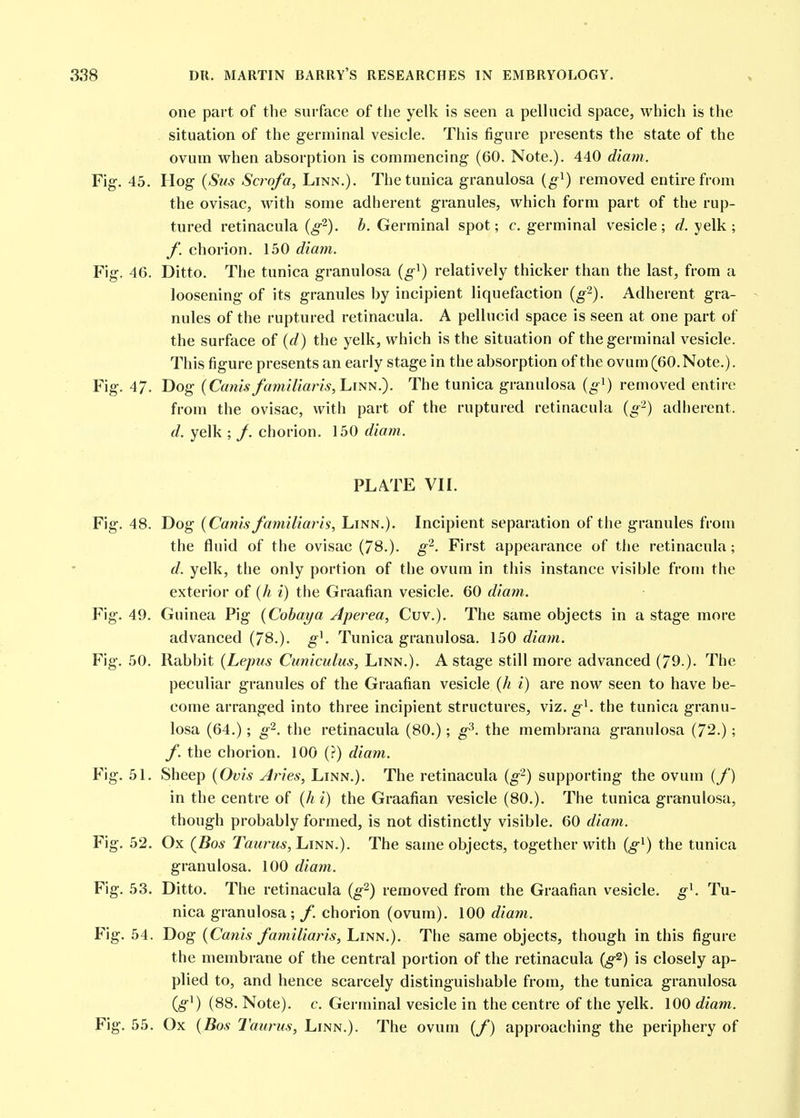 one part of the surface of the yelk is seen a pellucid space, which is the situation of the germinal vesicle. This figure presents the state of the ovum when absorption is commencing (60. Note.). 440 diam. Fig. 45. Hog {Sus Scrofa, Linn.). The tunica granulosa {g^) removed entire from the ovisac, with some adherent granules, which form part of the rup- tured retinacula (^2)^ 6. Germinal spot; c. germinal vesicle; </. yelk; /'. chorion. 150 diam. Fig. 46. Ditto. The tunica granulosa {g^) relatively thicker than the last, from a loosening of its granules by incipient liquefaction {g-). Adherent gra- nules of the ruptured retinacula. A pellucid space is seen at one part of the surface of {d) the yelk, which is the situation of the germinal vesicle. This figure presents an early stage in the absorption of the ovum (60. Note.). Fig. 47. Dog (Camsfamillaris,LmN.). The tunica granulosa («■') removed entire from the ovisac, with part of the ruptured retinacula (g-) adherent. d. yelk ; /. chorion. 150 diam. PLATE VIL Fig. 48. Dog {Canis familiaris, Linn.). Incipient separation of the granules from the fluid of the ovisac (78.). g-. First appearance of the retinacula; d. yelk, the only portion of the ovum in this instance visible from the exterior of (// i) the Graafian vesicle. 60 diam. Fig. 49. Guinea Pig [Cohaya Aperea, Cuv.). The same objects in a stage more advanced (78.). g^. Tunica granulosa. 150 diam. Fig. 50. Rabbit (Lepus Cuniculus, Linn.). A stage still more advanced (79 )- The peculiar granules of the Graafian vesicle {h i) are now seen to have be- come arranged into three incipient structures, viz. g^. the tunica granu- losa (64.); g^. tiie retinacula (80.); g^. the membrana granulosa (72.); /. the chorion. 100 (?) diam. Fig. 51. Sheep {Ovis Aries, Linn.). The retinacula {g^) supporting the ovum (/) in the centre of {h i) the Graafian vesicle (80.). The tunica granulosa, though probably formed, is not distinctly visible. 60 diam. Fig. 52. Ox (^Bos Taurus, hisvi.). The same objects, together with (g^) the tunica granulosa. 100 diam. Fig. 53. Ditto. The retinacula (g'^) removed from the Graafian vesicle, g^. Tu- nica granulosa; f. chorion (ovum). 100 diam. Fig. 54. Dog {Canis familiaris, Linn.). The same objects, though in this figure the membrane of the central portion of the retinacula {g^) is closely ap- plied to, and hence scarcely distinguishable from, the tunica granulosa (g^) (88. Note), c. Germinal vesicle in the centre of the yelk. 100 diam. Fig. 55. Ox {Bos Taurus, Linn.). The ovum (/) approaching the periphery of