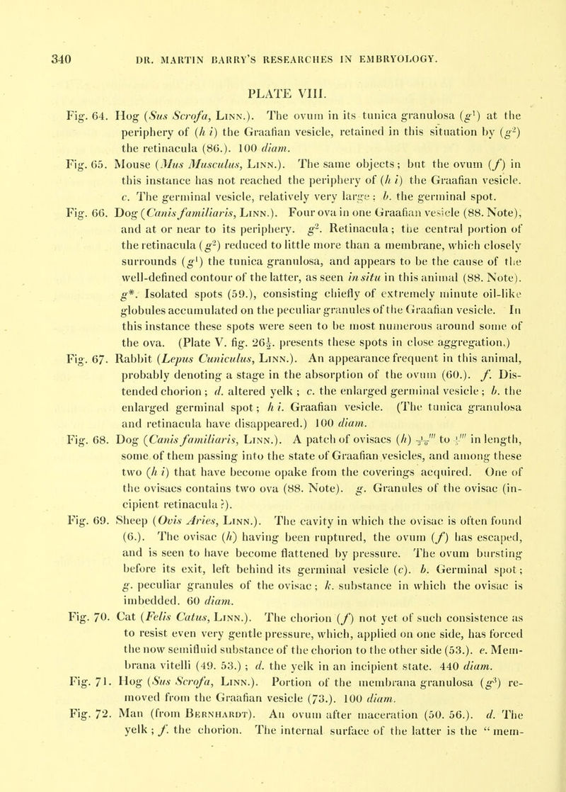 PLATE VIII. Fig. 64. Hog (Sus Scrofa, Linn.). The ovum in its tunica granulosa (g') at the periphery of (h i) the Graatian vesicle, retained in this situation by {g-) the retinacula (86.). 100 diam. Fig. 65. Mouse {Mus Musculus, Linn.). The same objects; but the ovum (/) in this instance has not reached the periphery of (A /) the Graafian vesicle. c. The germinal vesicle, relatively very large: h. the germinal spot. Fig. 66. Dog (^Canls familiaris, Linn.). Four ova in one Graafian vesicle (88. Note), and at or near to its periphery, g-. Retinacula; ti)e centra! portion of the retinacula {g-) reduced to little more than a membrane, which closely surrounds {g^) the tunica granulosa, and appears to be the cause of the well-defined contour of the latter, as seen in situ in this animal (88. Note). g*. Isolated spots (59.), consisting chiefly of extremely minute oil-like globules accumulated on the peculiar granules of the Graafian vesicle. In this instance these spots were seen to be most numei'ous around some of the ova. (Plate V. fig. 26^. presents these spots in close aggregation.) Fig. 67. Rabbit (Lepus Cuniculus, Linn.). An appearance frequent in this animal, probably denoting a stage in the absorption of the ovum (60.). Dis- tended chorion ; d. altered yelk ; c. the enlarged germinal vesicle ; h. the enlarged germinal spot; hi. Graafian vesicle. (The tunica granulosa and retinacula have disappeared.) 100 diam. Fig. 68. Dog {Canis familiaris, Linn.). A patch of ovisacs (//) -^-J to i' in length, some of them passing into the state of Graafian vesicles, and among these two (Ji i) that have become opake from the coverings acquired. One of the ovisacs contains two ova (88. Note), g. Granules of the ovisac (in- cipient retinacula?). Fig. 69. Sheep {Ovis Aries, Linn.). The cavity in which the ovisac is often found (6.). The ovisac (/<) having been ruptured, the ovum {/) has escaped, and is seen to have become flattened by pressure. The ovum bursting before its exit, left behind its germinal vesicle (c). b. Germinal spot; g. peculiar granules of the ovisac; k. substance in which the ovisac is imbedded. 60 diam. Fig. 70. Cat {Felis Catus, Linn.). The chorion (/) not yet of such consistence as to resist even very gentle pressure, which, applied on one side, has forced the now semifluid substance of the chorion to the other side (53.). e. Mem- braria vitelli (49. 53.) ; d. the yelk in an incipient state. 440 diam. Fig. 71- Hog {Sus Scrofa, Linn.). Portion of the membrana granulosa (^^) re- moved from the Graafian vesicle (73.). 100 diam. Fig. 72. Man (from Bernhardt). An ovum after maceration (50. 56.). d. The yelk ; /. the chorion. Tiie internal surface of the latter is the  mem-