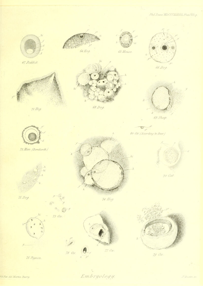 ft, I' ^ ff4Hog. J: „ (?' 6'5Mouse. M 4 ' \ 6'6'J)oi:/. k t 72 ffoj^ 72 Man f^er^nhardtj fb /t ff^ Shee/J So Oar. /According toSaerJ 70 Ca/^. 7SDo^. 73- Ox. ■ 1^ 6 .Pu/eon. 7S Ojc. ( a: 74 Ifo^. % 77 ncL V 4dJfat del. dfa/t/'n Barry. Z?nd7^i/o / oc/?/. .7:'£asirc. sc.