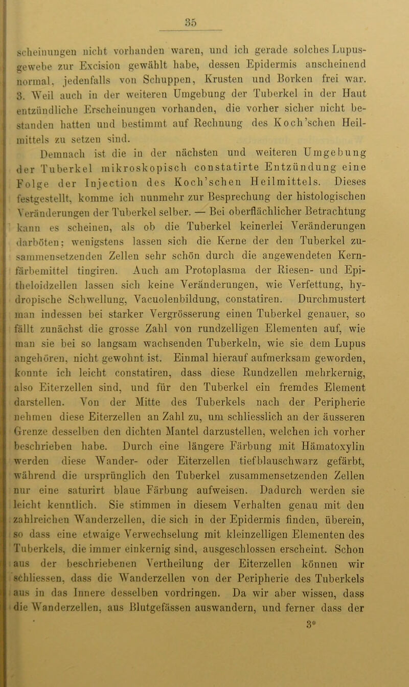 scheinungeu nicht vorhanden waren, und ich gerade solclies Lupus- gewebe zur Excision gewahlt babe, dessen Epidermis anscheinend normal, jedenfalls von Sehuppen, Krusten und Borken frei war. 3. Weil auch in der weitereu Umgebung der Tuberkel in der Haut entziindliche Erscheinungen vorhanden, die vorher sicker nicht be- standen batten und bestimmt auf Rechnung des Kocb’scben Heil- mittels zu setzen sind. Demnacb ist die in der nacbsten und weitereu Umgebung der Tuberkel mikroskopiscb constatirte Entziindung eine Folge der Injection des Kocb’scben Heilmittels. Dieses festgestellt, komme icli nunmebr zur Besprecbung der bistologiscben Veranderungen der Tuberkel selber. — Bei oberflacblicber Betracbtung kann es sclieineu, als ob die Tuberkel keinerlei Veranderungen darbSten; wenigstens lassen sick die Kerne der den Tuberkel zu- sammensetzenden Zellen sebr scbon durcli die angewendeten Kern- flrbemittel tingireu. Audi am Protoplasma der Riesen- und Epi- tbeloidzellen lassen sick keine Veranderungen, wie Verfettung, hy- dropische Scbwellung, Vacuolenbildung, constatiren. Durcbmustert man indessen bei starker Vergrosserung einen Tuberkel genauer, so fallt zuniicbst die grosse Zalil von rundzelligen Elementen auf, wie man sie bei so langsam wacbsenden Tuberkeln, wie sie dem Lupus angehoren, nicbt gewobnt ist. Einmal hierauf aufmerksam geworden, konnte icb leicht constatiren, dass diese Rundzellen mebrkernig, also Eiterzellen sind, und fiir den Tuberkel eiu fremdes Element darstellen. Von der Mitte des Tuberkels nacli der Peripherie nelimen diese Eiterzellen an Zalil zu, um scbliesslicb an der ausseren Grenze desselben den dicbten Mantel darzustellen, welcben icb vorher bescbrieben babe. Durcli eine langere Farbung mit Hamatoxylin werden diese Wander- oder Eiterzellen tiefblauschwarz gefarbt, wabrend die ursprunglicb den Tuberkel zusammensetzenden Zellen nur eine saturirt blaue Farbung aufweisen. Dadurcb werden sie leicht kenntlich. Sie stimmen in diesem Verhalten genau mit den zablreicben Wanderzellen, die sick in der Epidermis finden, iiberein, so dass eine etwaige Verwechselung mit kleinzelligen Elementen des Tuberkels, die immer einkernig sind, ausgeschlossen erscbeint. Scbon aus der beschriebenen Vertheilung der Eiterzellen konuen wir scbliessen, dass die Wanderzellen von der Peripherie des Tuberkels aus in das Innere desselben vordringen. Da wir aber wisseu, dass die Wanderzellen, aus Blutgefassen auswandern, und ferner dass der 3*