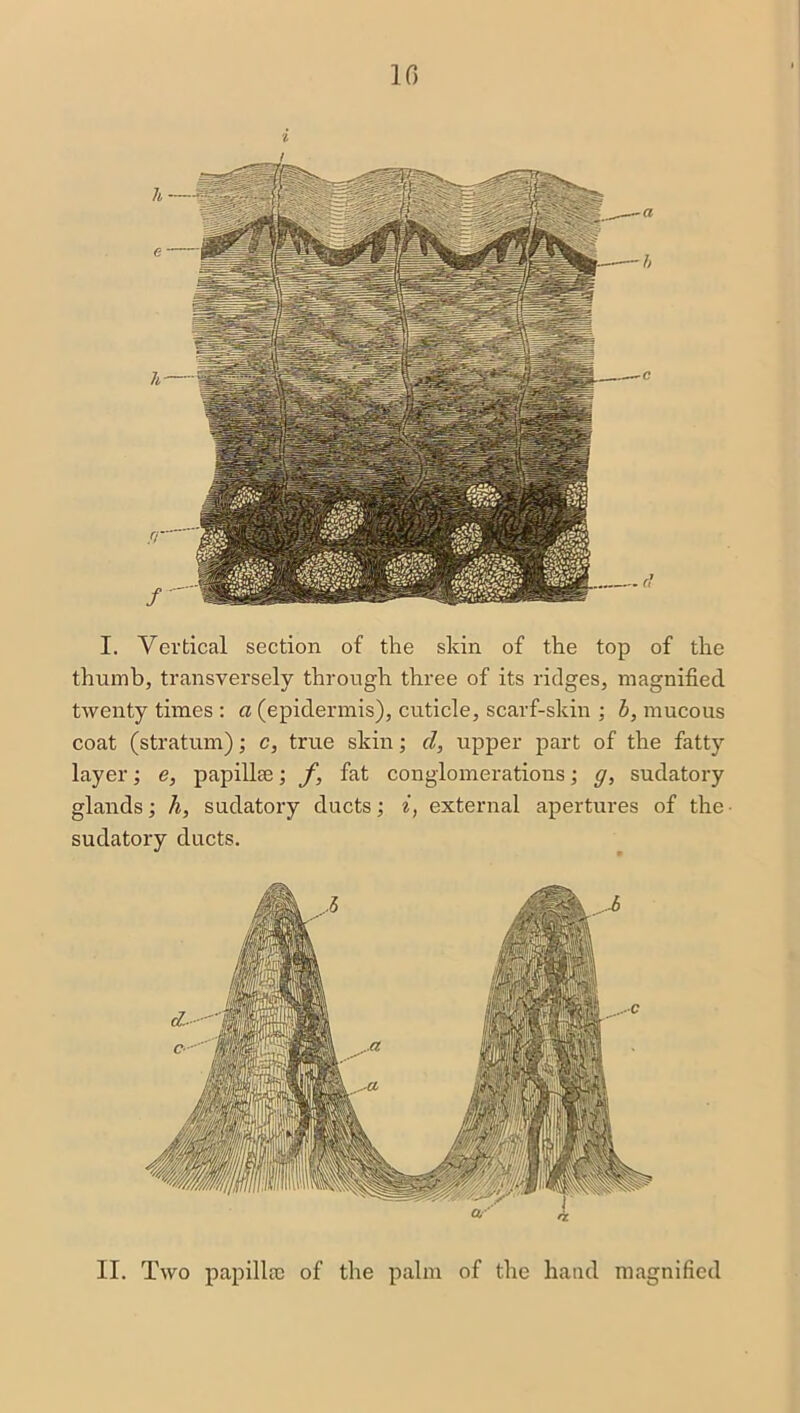 10 i r I. Vertical section of the skin of the top of the thumb, transversely through three of its ridges, magnified twenty times : a (epidermis), cuticle, scarf-skin ; b, mucous coat (stratum); c, true skin; cl, upper part of the fatty layer; e, papillae; f, fat conglomerations; g, sudatory glands; h, sudatory ducts; i, external apertures of the sudatory ducts. II. Two papillae of the palm of the hand magnified