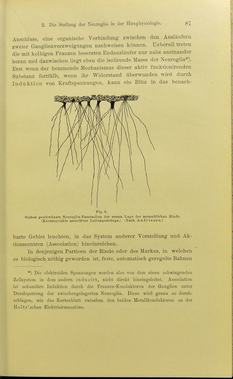 Anschluss, eine organische Verbindung zwischen den Ausläufern zweier Ganglienverzweigungen nachweisen können. Ueberall treten die mit kolbigen Franzen besetzten Endausläufer nur nahe aneinander heran und dazwischen liegt eben die isolirende Masse der Neuroglia*). Erst wenn der hemmende Mechanismus dieser aktiv funktionirenden Substanz fortfällt, wenn ihr Widerstand überwunden wird durch Induktion von Kraftspannungen, kann ein Blitz in das benach- Fig. 8. Sieben geschwänzte Neuvoglia-Faserzellen der ersten Lage der menschlichen Rinde. (Knotenpunkte associirter Leitungsstränge.) (Nach Andriezen.) barte Gebiet leuchten, in das System anderer Vorstellung und Ak- tionscentren (Association) hineinreichen. In denjenigen Partieen der Rinde oder des Markes, in welchen es biologisch nöthig geworden ist, feste, automatisch geregelte Bahnen *) Die elektroiden Spannungen werden also yon dem einen schwingenden Zellsystem in dem andern inducirt, nicht direkt hineingeleitet. Association ist sekundäre Induktion durch die Franzen-Konduktoren der Ganglien unter Durchquerung der zwischengelagerten Neuroglia. Diese wird genau so durch- schlagen, wie das Kartenblatt zwischen den beiden Metallkonduktoren an der Holtz'sehen Elektrisirmascliine.