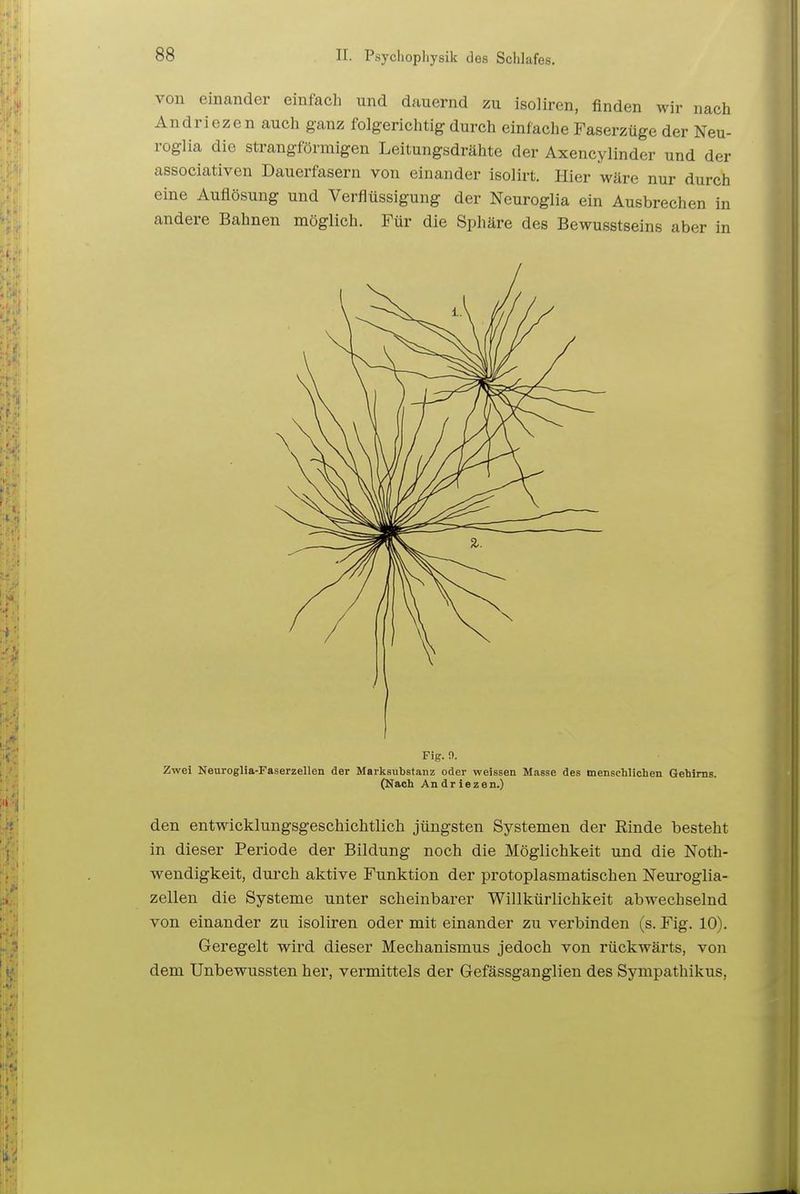 von einander einfach und dauernd zu isoliren, finden wir nach Andriezen auch ganz folgerichtig durch einfache Faserzüge der Neu- roglia die strangförmigen Leitungsdrähte der Axencylinder und der associativen Dauerfaseru von einander isolirt. Hier wäre nur durch eine Auflösung und Verflüssigung der Neuroglia ein Ausbrechen in andere Bahnen möglich. Für die Sphäre des Bewusstseins aber in Fig. n. Zwei Neuroglia-Faserzellen der Marksubstanz oder weissen Masse des menschlichen Gehirns. (Hach Andriezen.) den entwicklungsgeschichtlich jüngsten Systemen der Rinde besteht in dieser Periode der Bildung noch die Möglichkeit und die Noth- wendigkeit, durch aktive Funktion der protoplasmatischen Neuroglia- zellen die Systeme unter scheinbarer Willkürlichkeit abwechselnd von einander zu isoliren oder mit einander zu verbinden (s. Fig. 10). Geregelt wird dieser Mechanismus jedoch von rückwärts, von dem Unbewussten her, vermittels der Gefässganglien des Sympathikus,
