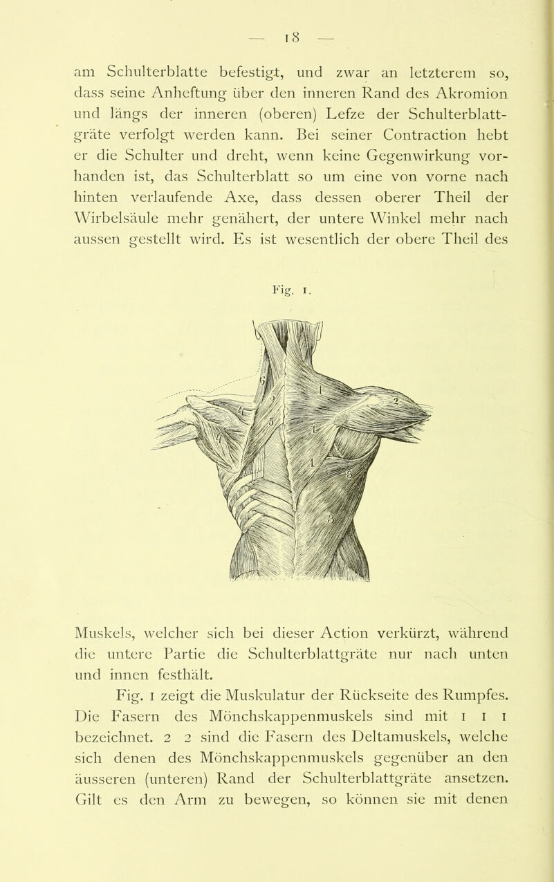 am Schulterblatte befestigt, und zwar an letzterem so, dass seine Anheftung über den inneren Rand des Akromion und längs der inneren (oberen) Lefze der Schulterblatt- gräte verfolgt werden kann. Bei seiner Contraction hebt er die Schulter und dreht, wenn keine Gegenwirkung vor- handen ist, das Schulterblatt so um eine von vorne nach hinten verlaufende Axe, dass dessen oberer Theil der Wirbelsäule mehr genähert, der untere Winkel mehr nach aussen gestellt wird. Es ist wesentlich der obere Theil des Fig. I. Muskels, welcher sich bei dieser Action verkürzt, während die untere Partie die Schulterblattgräte nur nach unten und innen festhält. Fig. i zeigt die Muskulatur der Rückseite des Rumpfes. Die Fasern des Mönchskappenmuskels sind mit i i i bezeichnet. 2 2 sind die Fasern des Deltamuskels, welche sich denen des Mönchskappenmuskels gegenüber an den äusseren (unteren) Rand der Schulterblattgräte ansetzen. Gilt es den Arm zu bewegen, so können sie mit denen