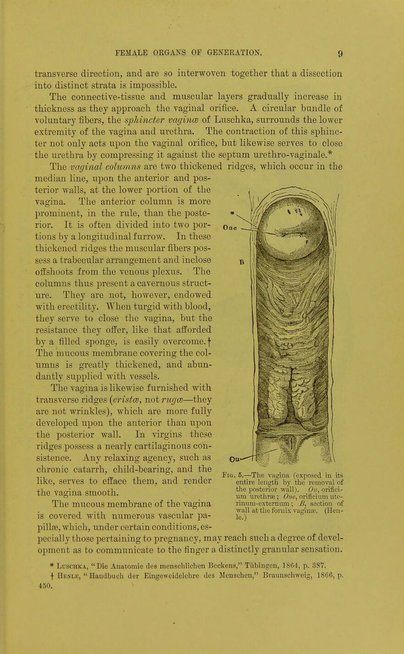 transverse direction, and are so interwoven together that a dissection into distinct strata is impossible. The connective-tissue and muscular layers gradually increase in thickness as they approach the vaginal orifice. A circular bundle of voluntary fibers, the sphincter vagincB of Luschka, surrounds the lower extremity of the vagina and urethra. The contraction of this sphinc- ter not only acts upon the vaginal orifice, but likewise serves to close the urethra by compressing it against the septum urethro-vaginale,* The vaginal columns are two thickened ridges, which occur in the median line, upon the anterior and pos- terior walls, at the lower portion of the vagina. The anterior column is more prominent, in the rule, than the poste- rior. It is often divided into two por- tions by a longitudinal furrow. In these thickened ridges the muscular fibers pos- sess a trabecular arrangement and inclose ofEshoots from the venous plexus. The columns thus present a cavernous struct- ure. They are not, however, endowed with erectility. When turgid with blood, they serve to close the vagina, but the resistance they offer, like that afforded by a filled sponge, is easily overcome, f The mucous membrane covering the col- umns is greatly thickened, and abun- dantly supplied with vessels. The vagina is likewise furnished with transverse ridges {cristcB, not ricgcB—they are not wrinkles), which are more fully developed upon the anterior than upon the posterior wall. In virgins these ridges possess a nearly cartilaginous con- sistence. Any relaxing agency, such as chronic catarrh, child-bearing, and the like, serves to efface them, and render the vagina smooth. The mucous membrane of the vagina is covered with numerous vascular pa- pilla, which, under certain conditions, es- pecially those pertaining to pregnancy, may reach such a degi'ee of devel- opment as to communicate to the finger a distinctly granular sensation. * Luschka, Die Anatomie des menschlichen Bcckens, Tubingen, 1864, p. 38Y. f IIenle,  Handbuch der Eingeweidclehre des Menschen, Braunscliweig, 1866, p. 450. Fig. 5.—The vagina (exposed in its entire IcngtH by the removal of the posterior wall). On, oriflci- um iiretJirte ; One, oriiiciiim ute- rinum-externum; j5j section of ■wall at the fornix vatfiua;. (Hen- le.)