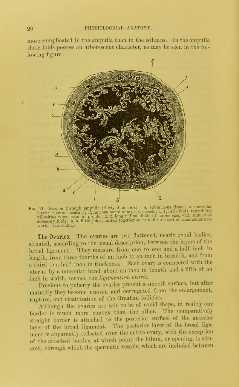 more complicated in the ampulla than in the isthmus. In the ampulla these folds possess an arborescent character, as may be seen in the fol- lowing figure Fig. 14.—Section throudi ampulla (thirty diameters), a, submucous tissue: 5, muscular laver ; c, serous coating; d, mucous membrane; c, e, vessels ; 1,1, little tolds resembling villosities when seen in profile ; 2, 2, longitudinal folds of larger size, with numerous accessory folds: 3, 3, little folds, united together so as to lorm a sort ol canalicular net- ■work. (Luschka.) The Ovaries.—The ovaries are two flattened, nearly ovoid bodies, situated, according to the usual description, between the layers of the broad ligament. They measure from one to one and a half inch in length, from three fourths of an inch to an inch in breadth, and from a tliird to a half inch in thickness. Each ovary is connected with the uterus by a muscular band about an inch in length and a fifth of an inch in width, termed the Ikjamentum ovarii. Previous to puberty the ovaries present a smooth surface, but after maturity they become uneven and corrugated from the enlargement, rupture, and cicatrization of the Graafian follicles. Although tlie ovaries are said to be of ovoid shape, in reality one border is much more convex than the other. The comparatively straight border is attached to tlie posterior surface of the anterior layer of the broad ligament. The posterior layer of the broad liga- ment is ai)parently reflected over the entire ovary, with the exception of the attached border, at which point the liilum. or o]icning, is situ- ated, through whicli the spermatic vessels, which are included between