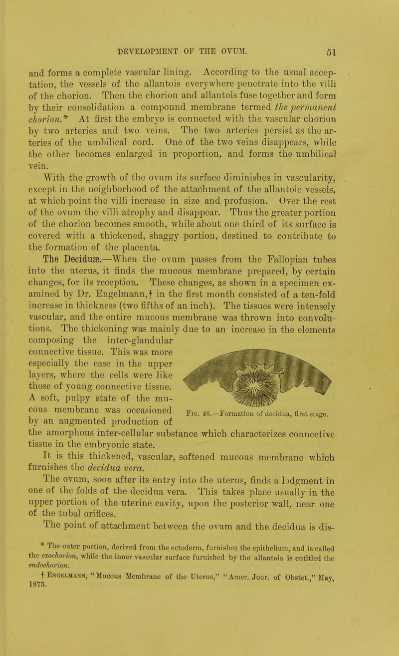 and forms a complete vascular lining. According to the usual accep- tation, the vessels of the allantois everywhere penetrate into the villi of the chorion. Then the chorion and allantois fuse together and form by their consolidation a compound membrane termed the permanent chorion.' At first the embryo is connected with the vascular chorion by two arteries and two veins. The two arteries persist as the ar- teries of the umbilical cord. One of the two veins disappears, while the other becomes enlarged in proportion, and forms the umbilical vein. With the growth of the ovum its surface diminishes in vascularity, except in the neighborhood of the attachment of the allantoic vessels, at which point the villi increase in size and profusion. Over the rest of the ovum the villi atrophy and disappear. Thus the greater portion of the chorion becomes smooth, while about one third of its surface is covered with a thickened, shaggy portion, destined to contribute to the formation of the placenta. The Deciduse.—When the ovum passes from the Fallopian tubes into the uterus, it finds the mucous membrane prepared, by certain changes, for its reception. These changes, as shown in a specimen ex- amined by Dr. Engelmann,f in the first month consisted of a ten-fold increase in thickness (two fifths of an inch). The tissues were intensely vascular, and the entire mucous membrane was thrown into convolu- tions. The thickening was mainly due to an increase in the elements composing the inter-glandular connective tissue. This was more — especially the case in the upper layers, where the cells were like ^ those of young connective tissue. ^I!;' A soft, pulpy state of the mu- ^^^Wl^^ cous membrane was occasioned by an augmented production of Fig. 46.—Formation of decidua, first stage. the amorphous inter-cellular substance which characterizes connective tissue in the embryonic state. It is this thickened, vascular, softened mucous membrane which furnishes the decidua vera. The ovum, soon after its entry into the uterus, finds a 1 jdgment in one of the folds of the decidua vera. Tliis takes place usually in the upper portion of the uterine cavity, upon the posterior wall, near one of the tubal orifices. The point of attachment between the ovum and the decidua is dis- * The outer portion, derived from the ectoderm, furnishes the epithelium, and is called the ezochorion, while the inner vascular surface furnished by the allantois is entitled the endochorion. f Engelmann, Mucous Membrane of the Uterus, Amer. Jour, of Obstet., May, 1875.