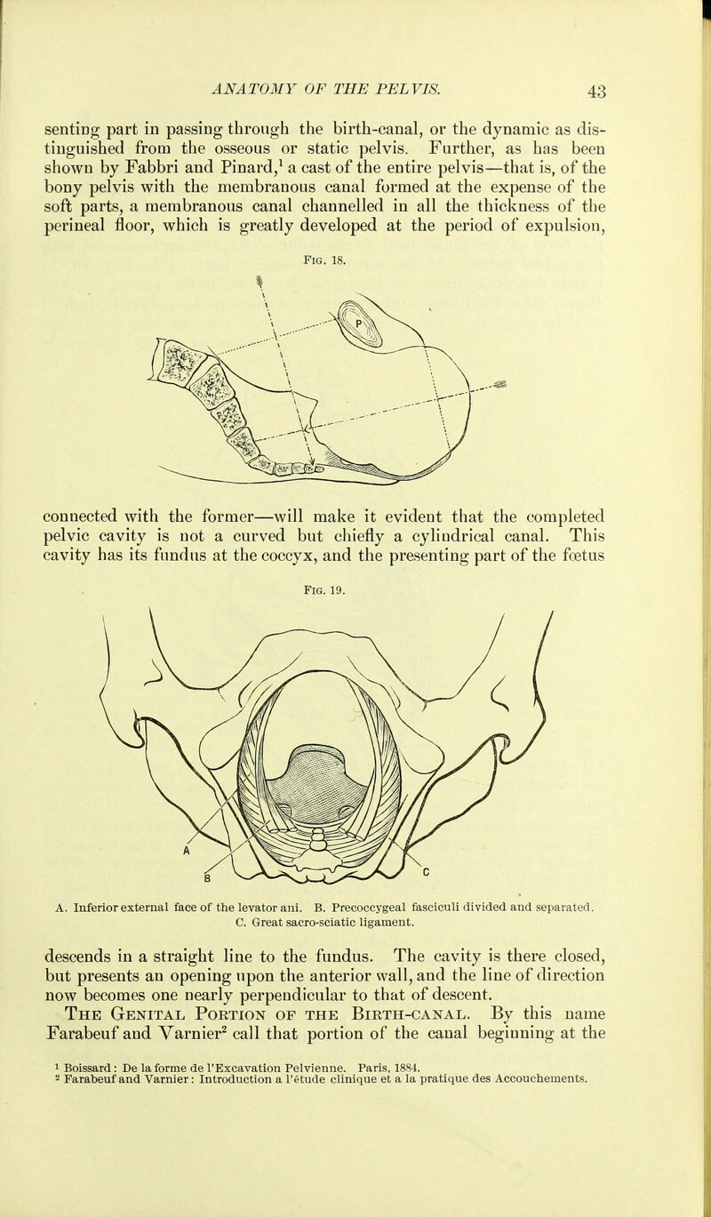 sentiDg part in passing through the birth-canal, or the dynamic as dis- tinguished from the osseous or static pelvis. Further, as has been shown by Fabbri and Pinard/ a cast of the entire pelvis—that is, of the bony pelvis with the membranous canal formed at the expense of the soft parts, a membranous canal channelled in all the thickness of the perineal floor, which is greatly developed at the period of expulsion, Fig. 18. connected with the former—will make it evident that the completed pelvic cavity is not a curved but chiefly a cylindrical canal. This cavity has its fundus at the coccyx, and the presenting part of the foetus Fig. 19. A. Inferior external face of the levator ani. B. Precoccygeal fasciculi divided and separated. C. Great sacro-sciatlc ligament. descends in a straight line to the fundus. The cavity is there closed, but presents an opening upon the anterior wall, and the line of direction now becomes one nearly perpendicular to that of descent. The Genital Poetion of the Birth-canal. By this name Farabeuf and Varnier^ call that portion of the canal beginning at the 1 Boissard: De la forme de I'Excavation Pelvienne. Paris, 1884. 2 Farabeuf and Varnier: Introduction a I'etude clinique et a la pratique des Accouchements.