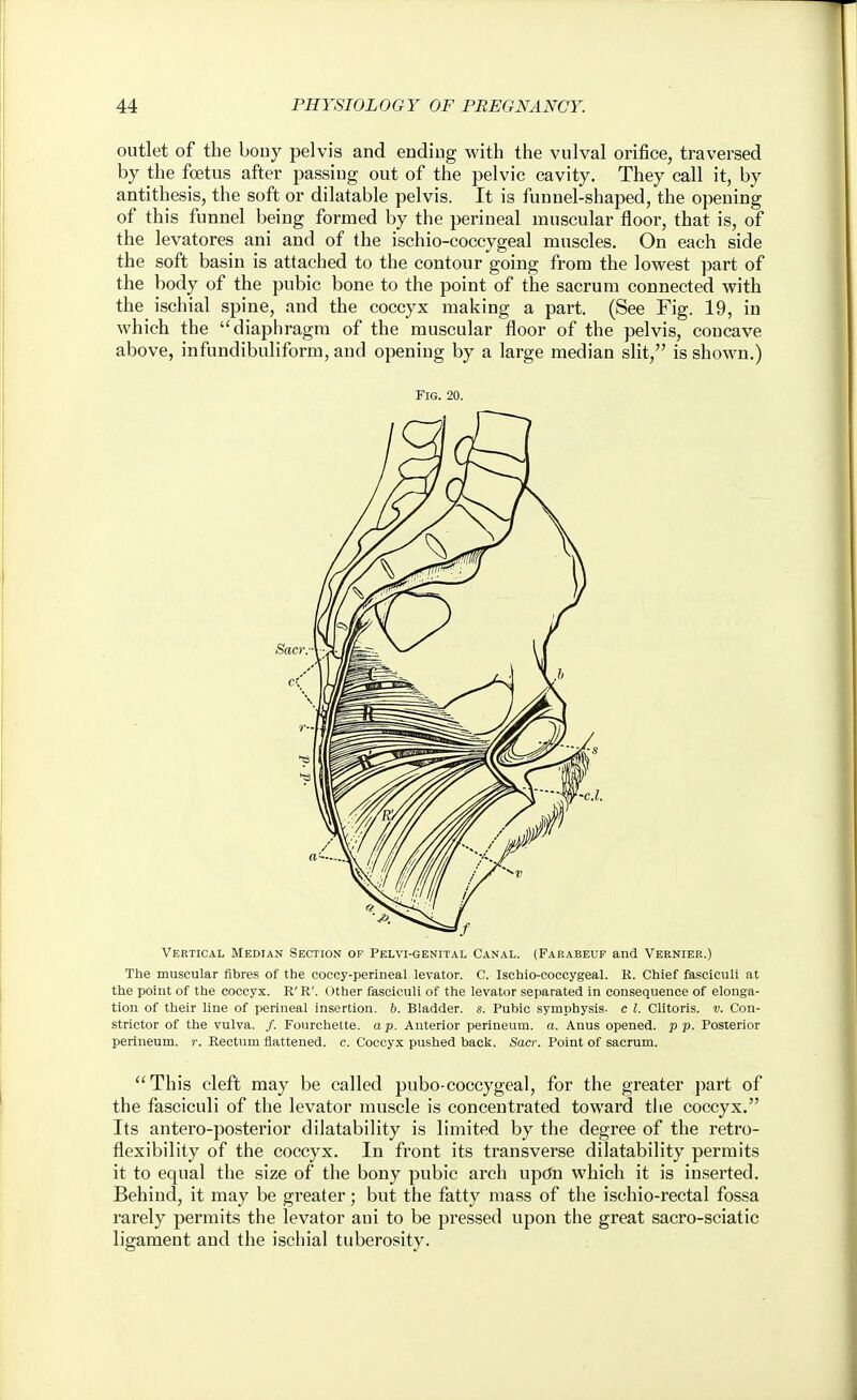 outlet of the bouy pelvis and ending with the vulval orifice, traversed by the foetus after passing out of the pelvic cavity. They call it, by antithesis, the soft or dilatable pelvis. It is funnel-shaped, the opening of this funnel being formed by the perineal muscular floor, that is, of the levatores ani and of the ischio-coccygeal muscles. On each side the soft basin is attached to the contour going from the lowest part of the body of the pubic bone to the point of the sacrum connected with the ischial spine, and the coccyx making a part. (See Fig. 19, in which the diaphragm of the muscular floor of the pelvis, concave above, infundibuliform, and opening by a large median slit, is shown.) Fig. 20. Vertical Median Section op Pelvi-genital Canal. (Parabeuf and Vernier.) The muscular fibres of the coccy-perineal levator. C. Ischio-coccygeal. R. Chief fasciculi at the point of the coccyx. R'R'. Other fasciculi of the levator separated in consequence of elonga- tion of their line of perineal insertion, b. Bladder, s. Pubic symphysis, c I. Clitoris, v. Con- strictor of the vulva. /. Fourchette. a p. Anterior perineum, a. Anus opened, pp. Posterior perineum, r. Rectum flattened, c. Coccyx pushed back. Sacr. Point of sacrum. This cleft may be called pubo-coccygeal, for the greater part of the fasciculi of the levator muscle is concentrated toward the coccyx. Its antero-posterior dilatability is limited by the degree of the retro- flexibility of the coccyx. In front its transverse dilatability permits it to equal the size of the bony pubic arch upon which it is inserted. Behind, it may be greater; but the fatty mass of the ischio-rectal fossa rarely permits the levator ani to be pressed upon the great sacro-sciatic ligament and the ischial tuberosity.