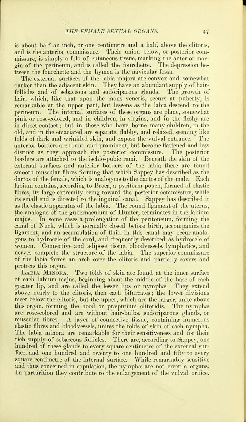 is about half an inch, or one centimetre and a half, above the clitoris, and is the anterior commissure. Their union below, or posterior com- missure, is simply a fold of cutaneous tissue, marking the anterior mar- gin of the perineum, and is called the fourchette. The depression be- tween the fourchette and the hymen is the navicular fossa. The external surfaces of the labia majora are convex and somewhat darker than the adjacent skin. They have an abundant supply of hair- follicles and of sebaceous and sudoriparous glands. The growth of hair, which, like that upon the mons veneris, occurs at puberty, is remarkable at the upper part, but lessens as the labia descend to the perineum. The internal surfaces of these organs are plane, somewhat pink or rose-colored, and in children, in virgins, and in the fleshy are in direct contact; but in those who have borne many children, in the old, and in the emaciated are separate, flabby, and relaxed, seeming like folds of dark and wrinkled skin, and expose the vulval entrance. The anterior borders are round and prominent, but become flattened and less distinct as they approach the posterior commissure. The posterior borders are attached to the ischio-pubic rami. Beneath the skin of the external surfaces and anterior borders of the labia there are found smooth muscular fibres forming that which Sappey has described as the dartos of the female, which is analogous to the dartos of the male. Each labium contains, according to Broca, a pyriform pouch, formed of elastic fibres, its large extremity being toward the posterior commissure, while its small end is directed to the inguinal canal. Sappey has described it as the elastic apparatus of the labia. The round ligament of the uterus, the analogue of the gubernaculum of Hunter, terminates in the labium majus. In some cases a prolongation of the peritoneum, forming the canal of Nuck, which is normally closed before birth, accompanies the ligament, and an accumulation of fluid in this canal may occur analo- gous to hydrocele of the cord, and frequently described as hydrocele of women. Connective and adipose tissue, bloodvessels, lymphatics, and nerves complete the structure of the labia. The superior commissure of the labia forms an arch over the clitoris and partially covers and protects this organ. Labia Minora. Two folds of skin are found at the inner surface of each labium majus, beginning about the middle of the base of each greater lip, and are called the lesser lips or nymphse. They extend above nearly to the clitoris, then each bifurcates; the lower divisions meet below the clitoris, but the upper, which are the larger, unite above this organ, forming the hood or prseputium clitoridis. The nymphse are rose-colored and are without hair-bulbs, sudoriparous glands, or muscular fibres. A layer of connective tissue, containing numerous elastic fibres and bloodvessels, unites the folds of skin of each nympha. The labia minora are remarkable for their sensitiveness and for their rich supply of sebaceous follicles. There are, according to Sappey, one hundred of these glands to every square centimetre of the external sur- face, and one hundred and twenty to one hundred and fifty to every square centimetre of the internal surface. While remarkably sensitive and thus concerned in copulation, the nymphje are not erectile organs. In parturition they contribute to the enlargement of the vulval orifice.