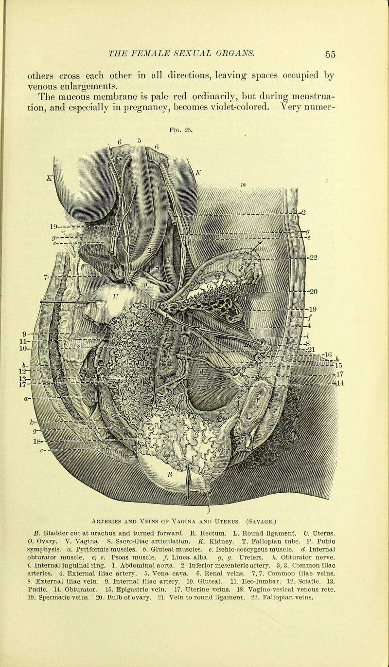 others cross each other in all directions, leaving spaces occupied by venous enlargements. The mucous membrane is pale red ordinarily, but during menstrua- tion, and especially in pregnancy, becomes violet-colored. Very numer- FlG. 25. ,9 Arteries and Veins of Vagina and Uterus. (Savage.) JS. Bladder cut at urachus and turned forward. R. Rectum. L. Round ligament, li. Uterus. 0. Ovary. V. Vagina. S. Sacro-iliac articulation. K. Kidney. T. Fallopian tube. P. Pubic symphysis, a. Pyriformis muscles, b. Gluteal muscles, c. Ischio-coccygeus muscle, d. Internal obturator muscle, e, e. Psoas muscle. /. Linea alba, g, g. Ureters. /(. Obturator nerve. 1. Internal inguinal ring. 1. Abdominal aorta. 2. Inferior mesenteric artery. 3, 3. Common iliac arteries. 4. External iliac artery. 5. Vena cava. 6. Renal veins. 7, 7. Common iliac veins. 8. External iliac vein. 9. Internal iliac artery. 10. Gluteal. 11. Ileo-lumbar. 12. Sciatic. 13. Pudic. 14. Obturator. 15. Epigastric vein. 17. Uterine veins. 18. Vagino-vesical venous rete. 19. Spermatic veins. 20. Bulb of ovary. 21. Vein to round ligament. 22. Fallopian veins.